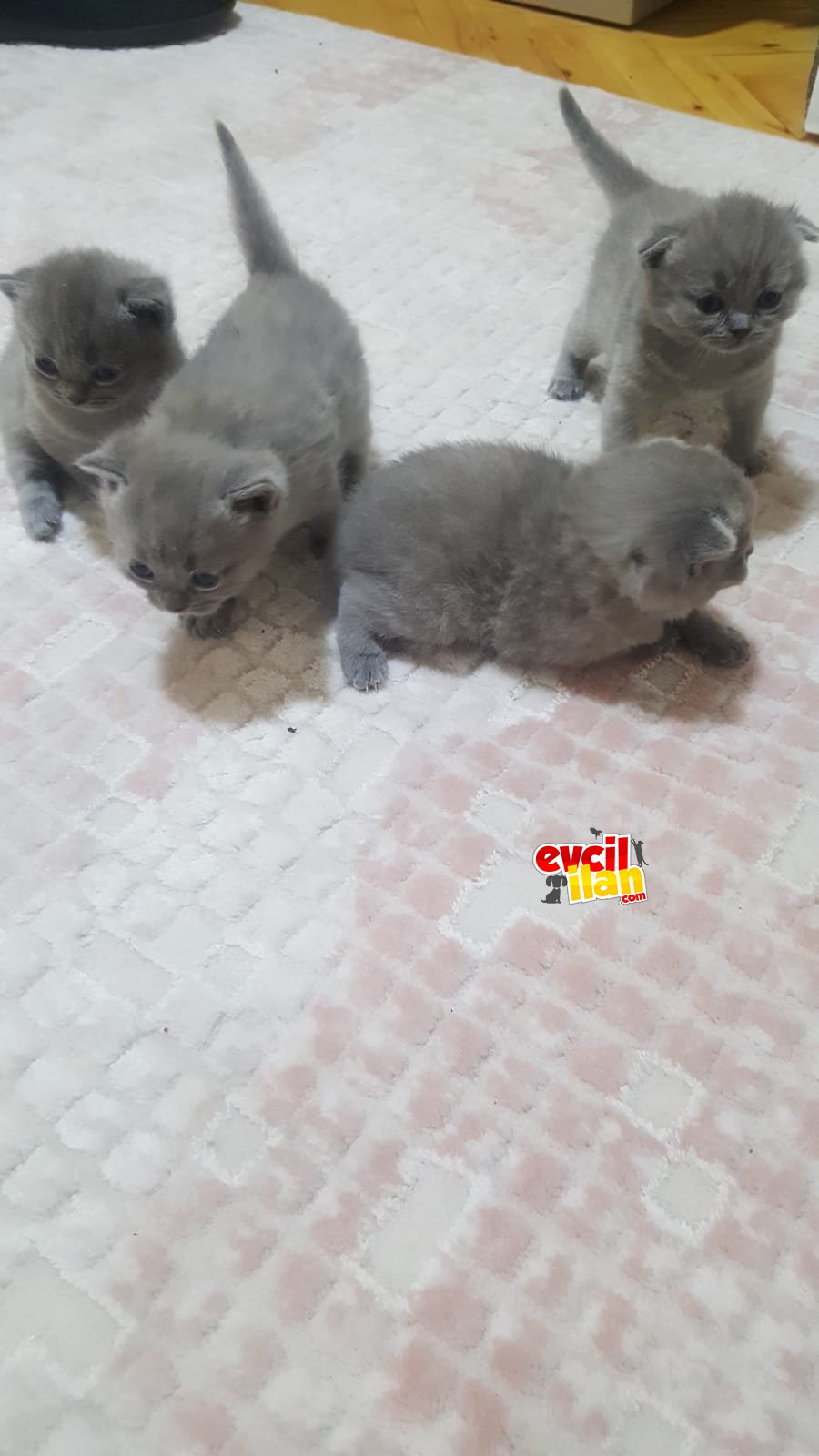 Anne baba orijinal yavrulara yeni yuvalar arıyoruz :)