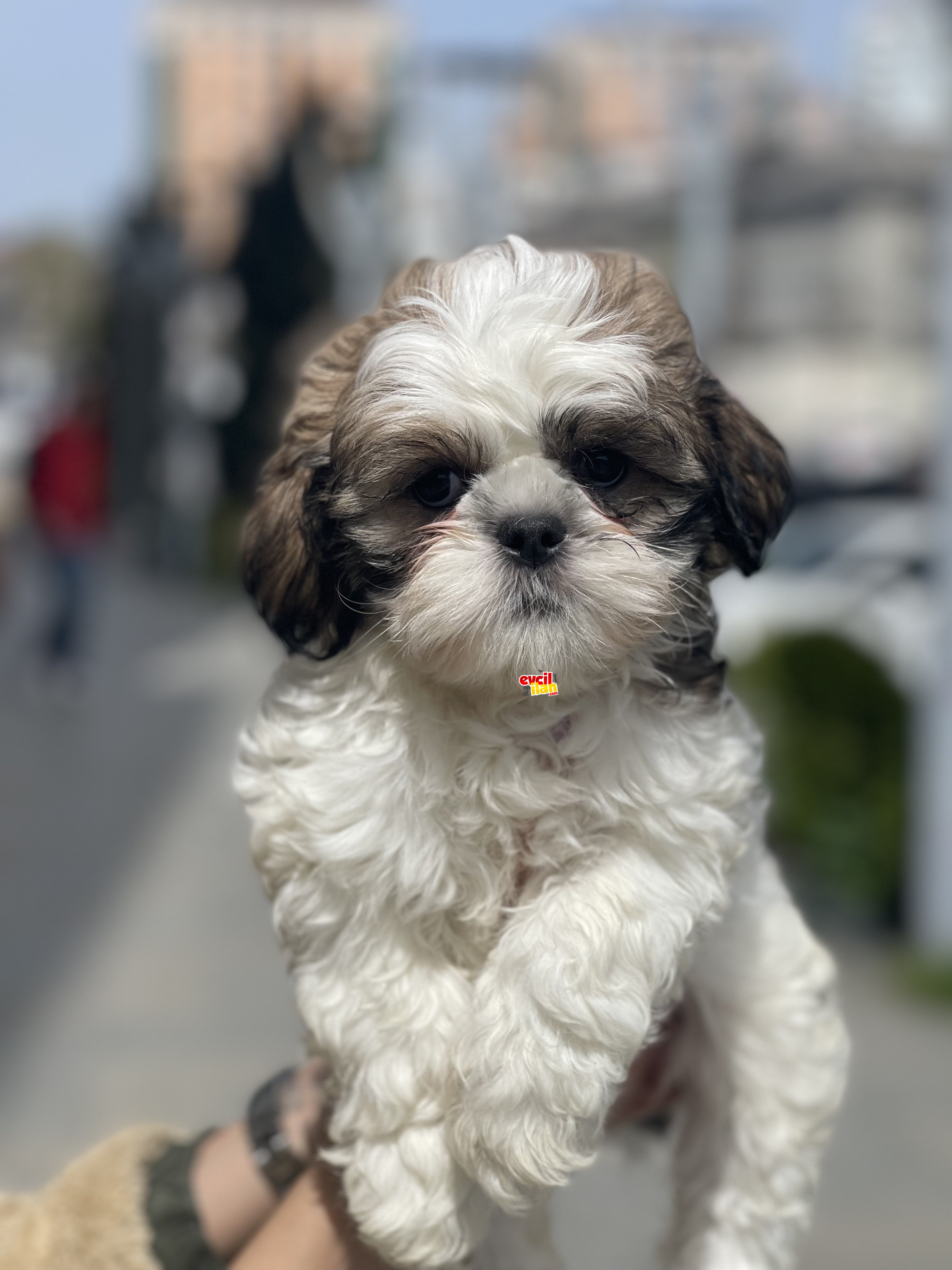 Anne Baba Orjinal Shih Tzu Bebekler