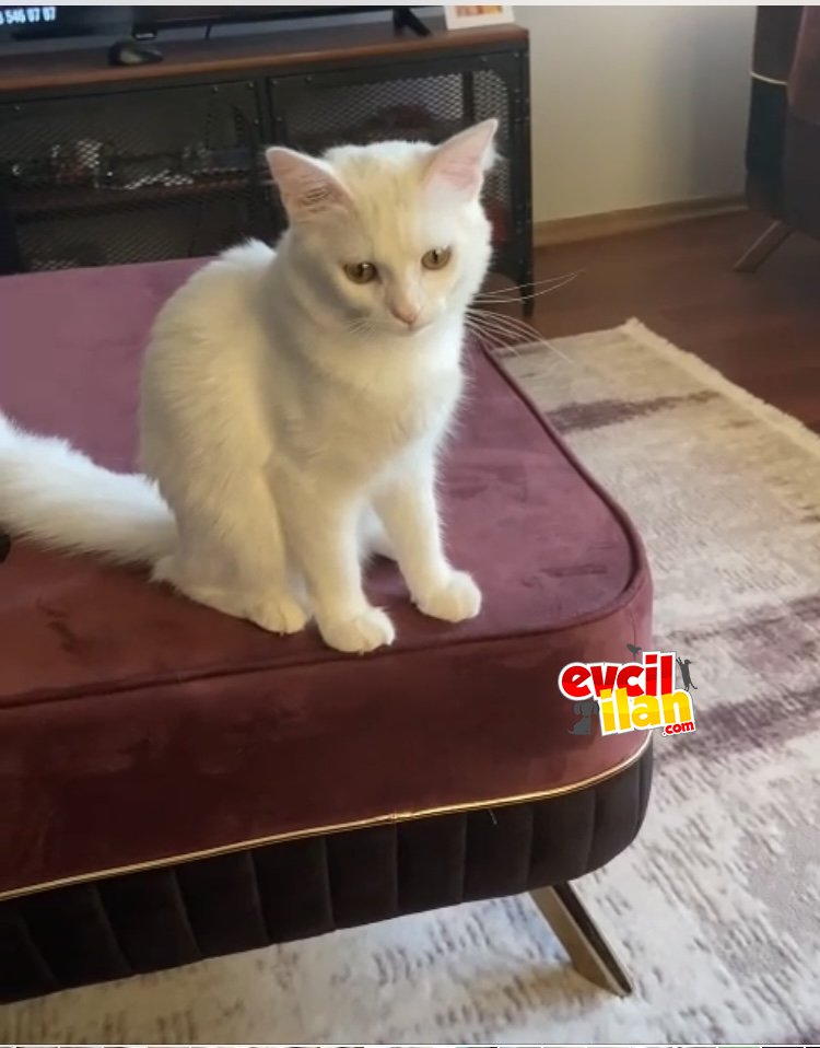 ANNE KEDİMİZ 