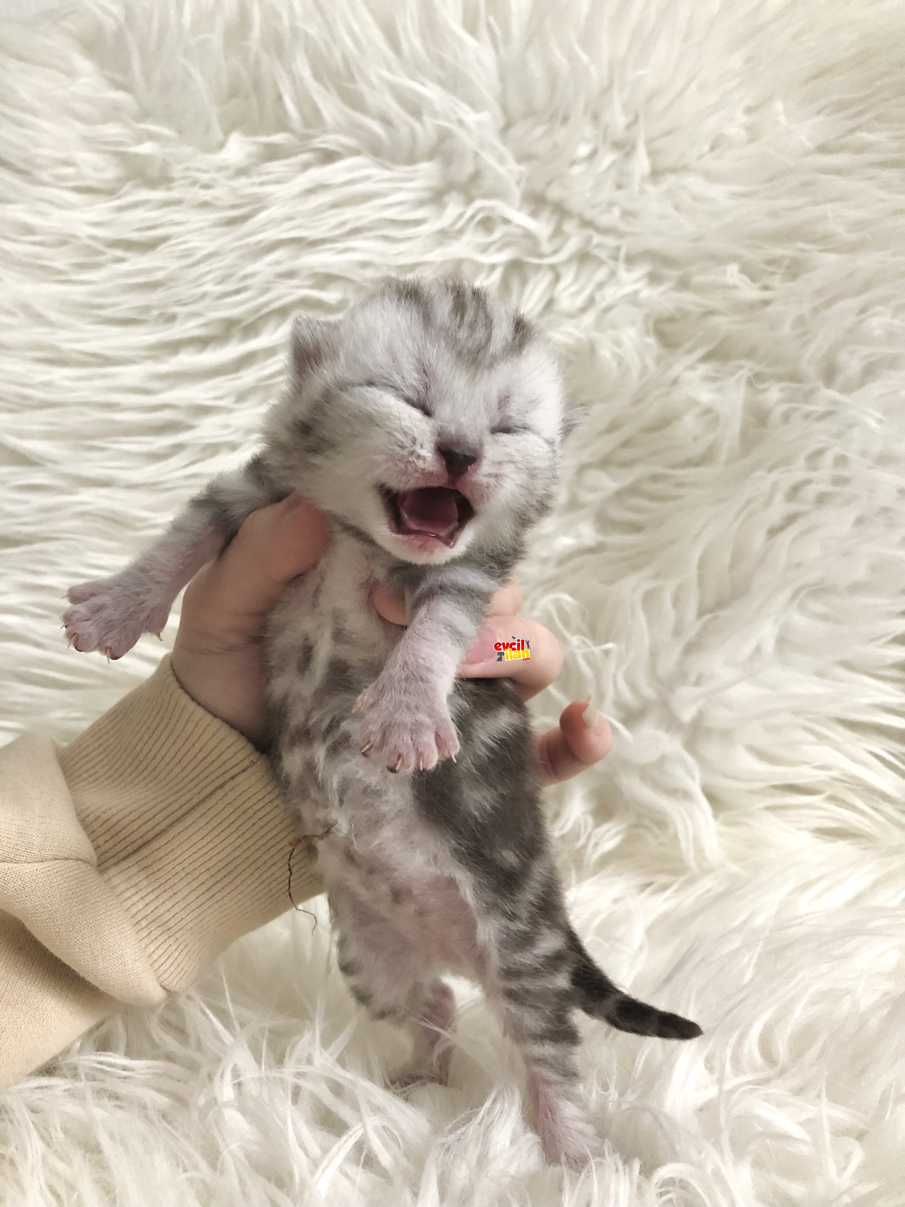 Anne safkan british blue point Baba full secereli scottish fold silver point