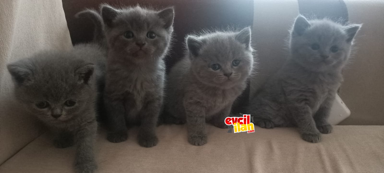 Anne Scottish straight baba british shorthair