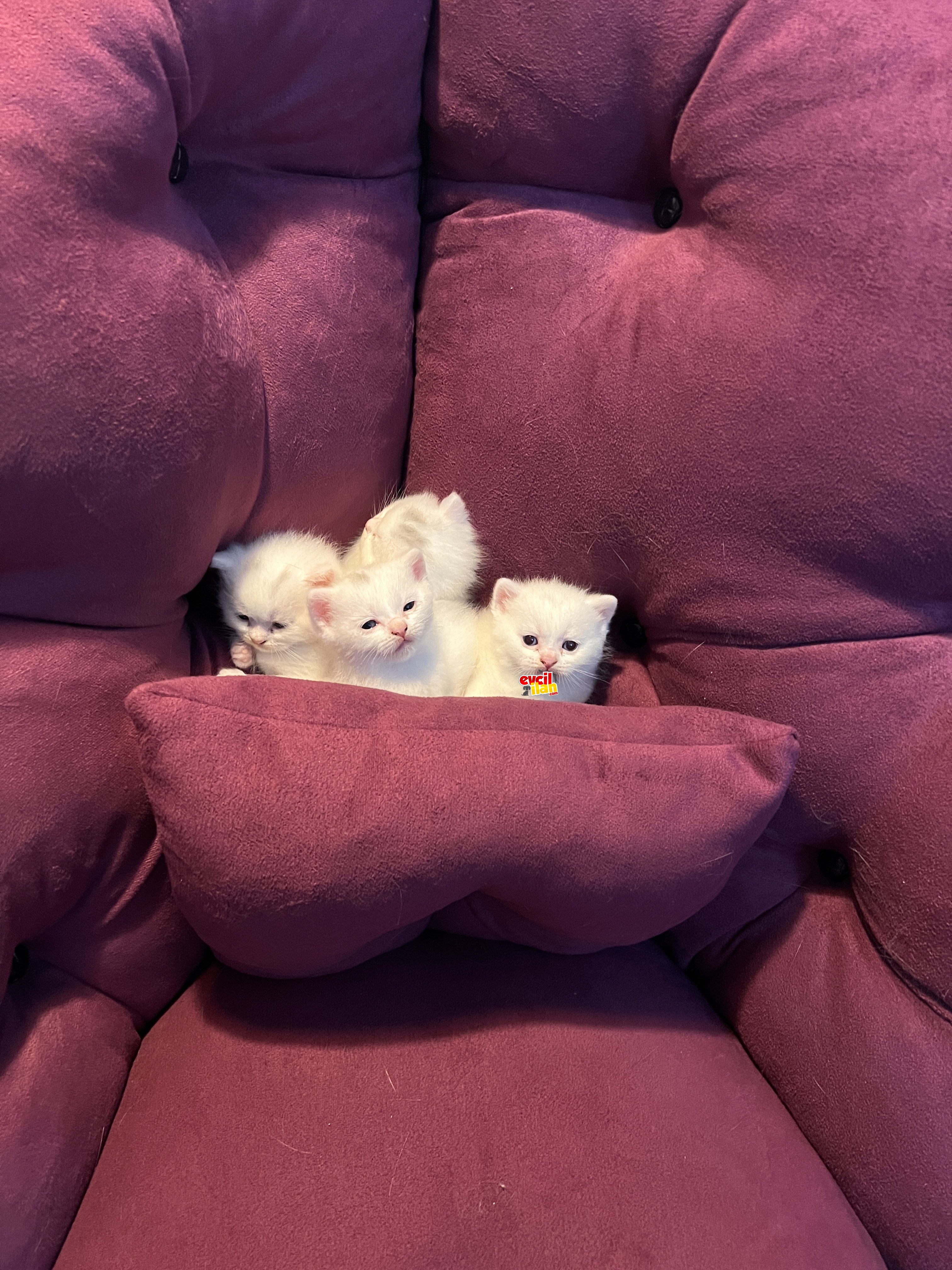 Anne ve baba british shorthair, safkan erkek 2 adet beyaz yavru