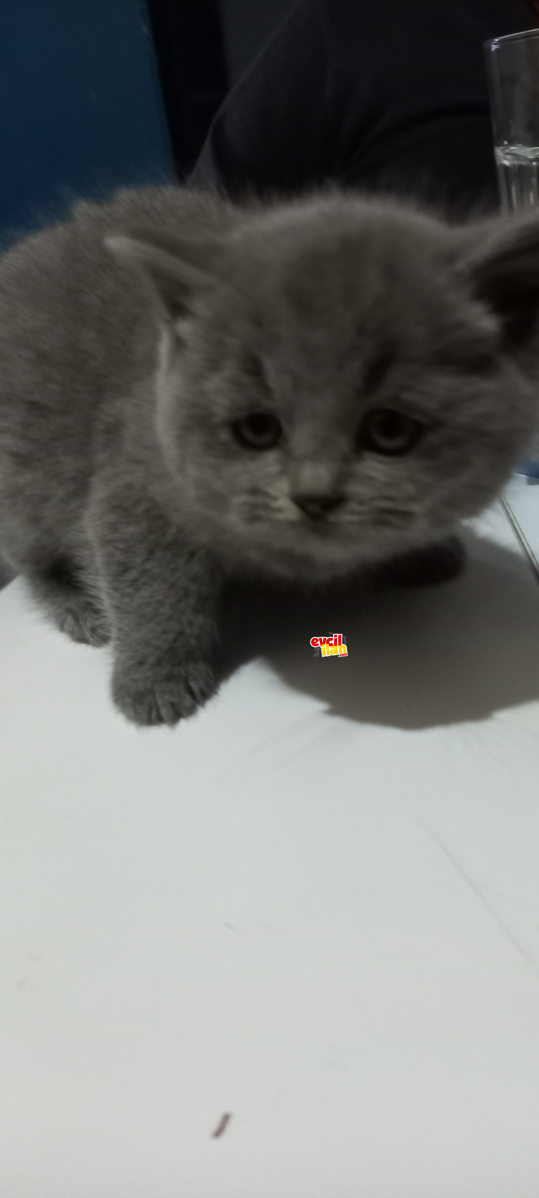 Anne Altı Safkan Kalitede