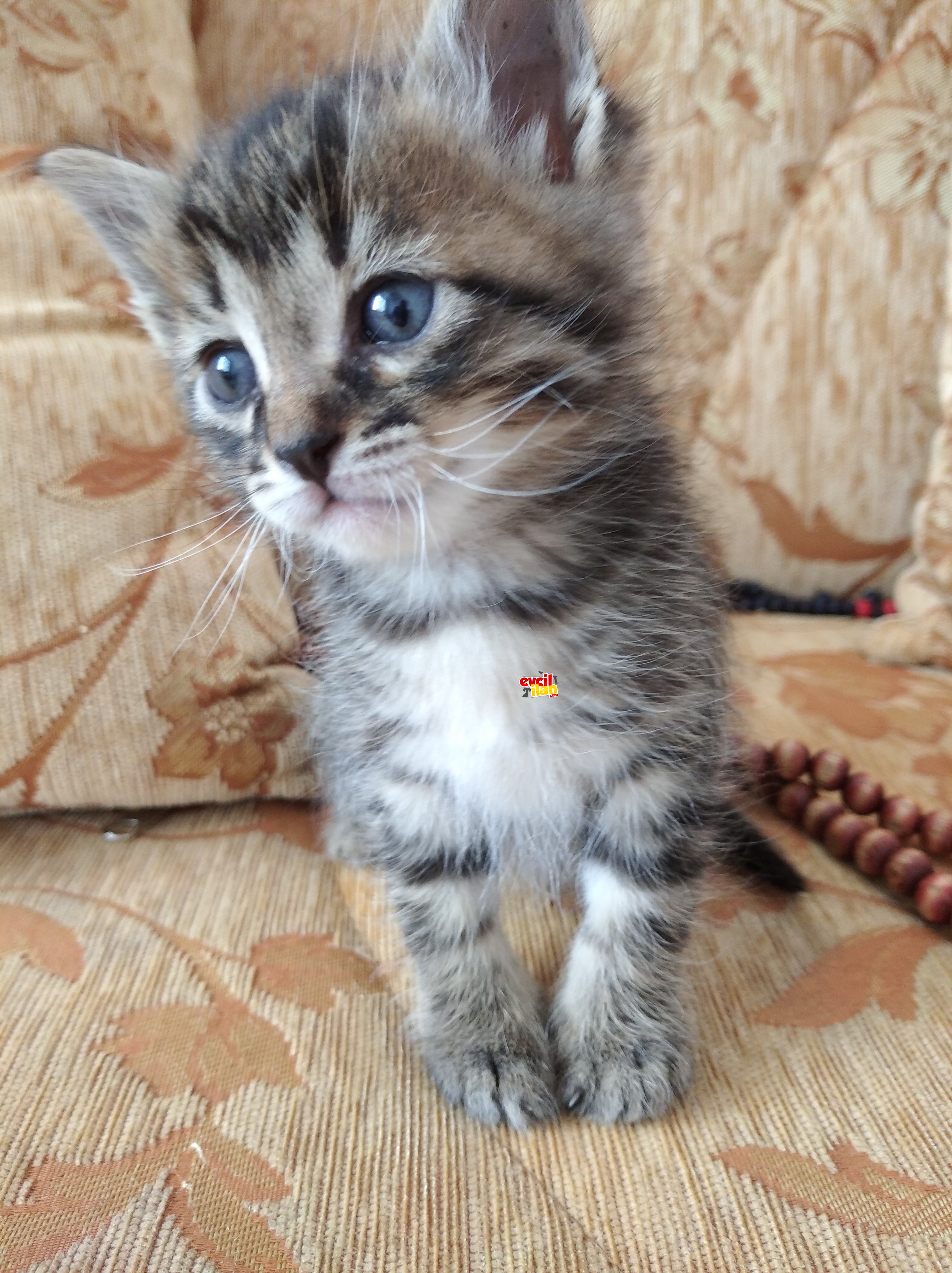 Anneleri ölmüş üç haftalık iki adet kedi yavrusu.