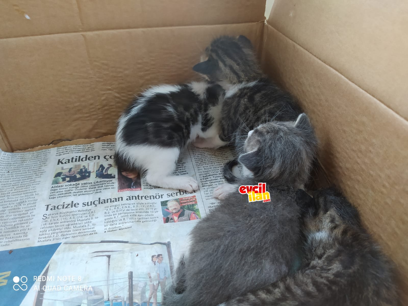 Annesi ölmüş 5 tane 4 haftalık kedi 