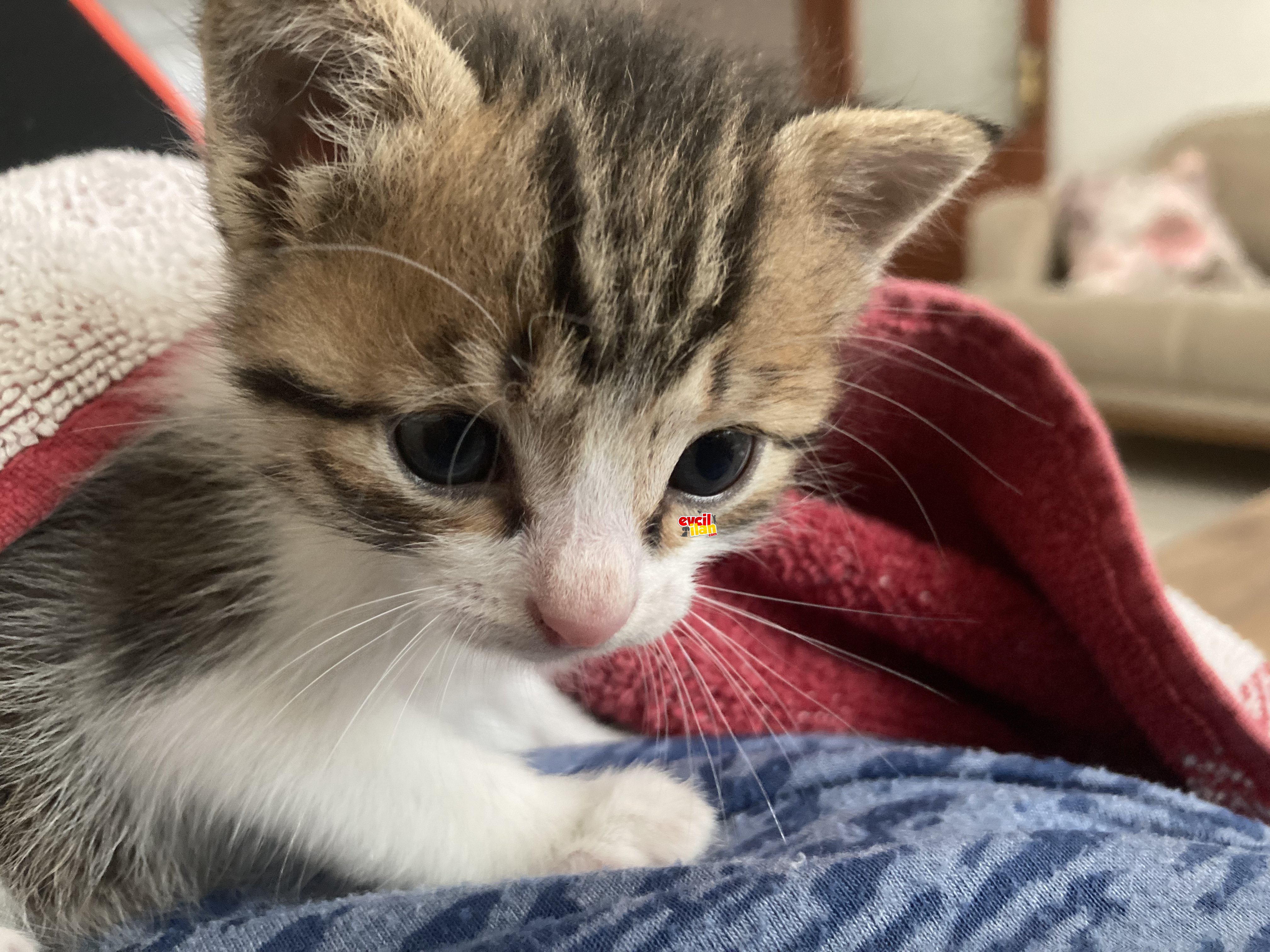ANNESİZ YAVRU KEDİ