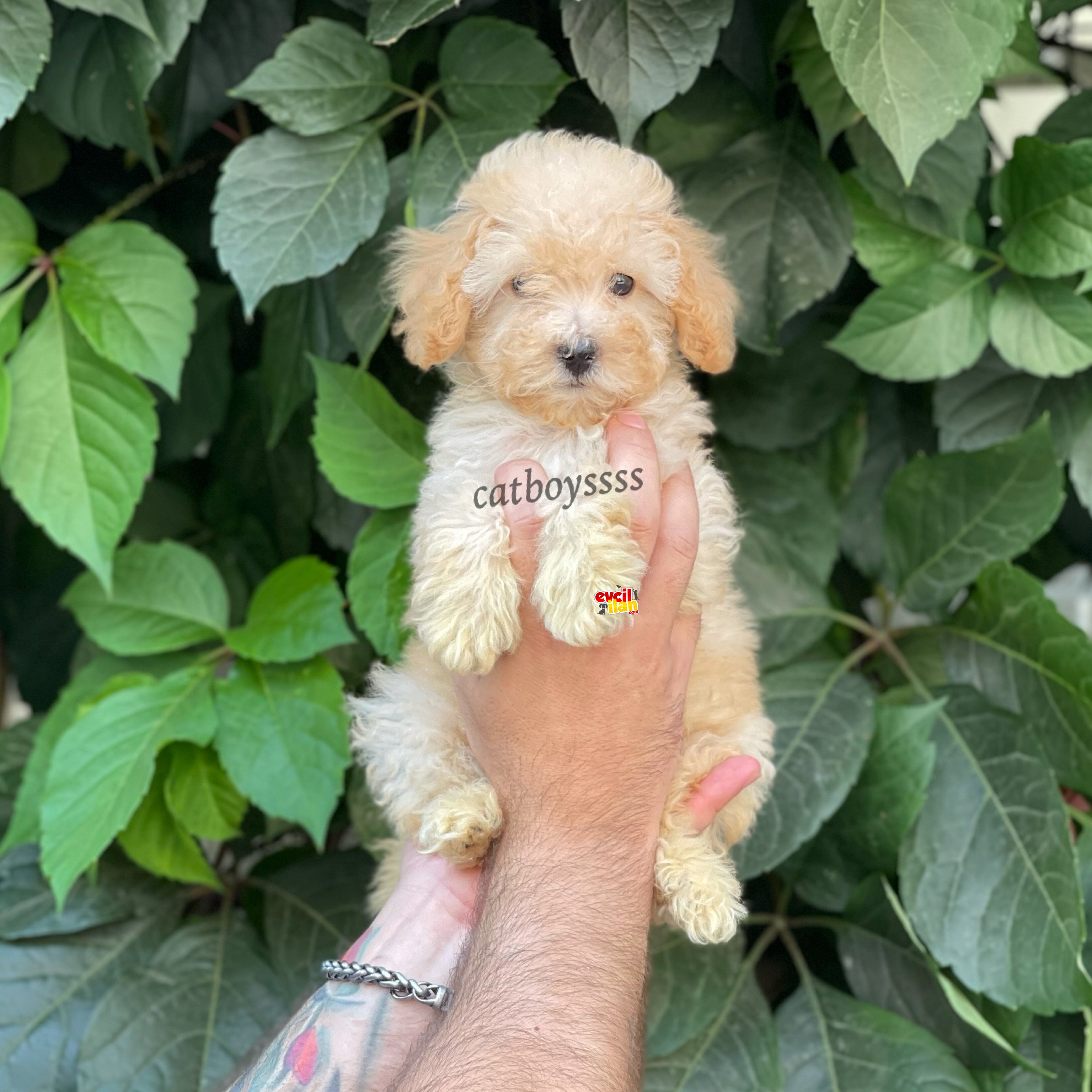 Apricot dişi toy poodle yavrumuz 