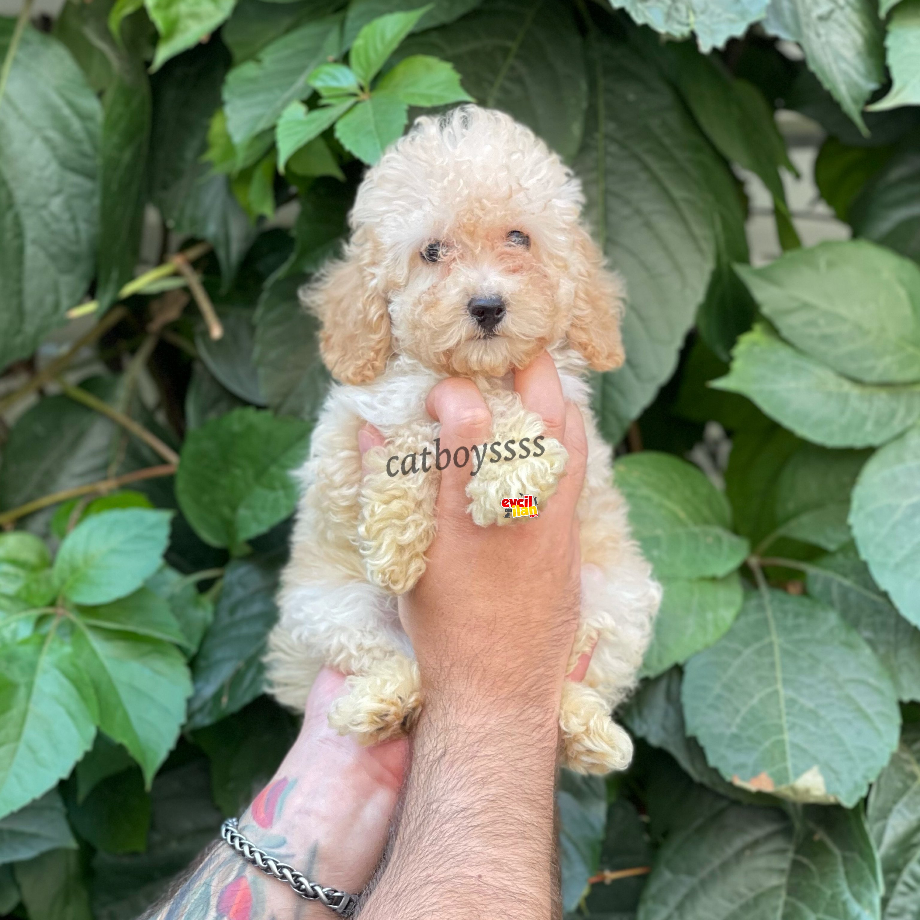 Apricot dişi toy poodle yavrumuz 