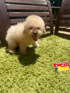 Apricot ırk ve sağlık garantili mini boy köpekler