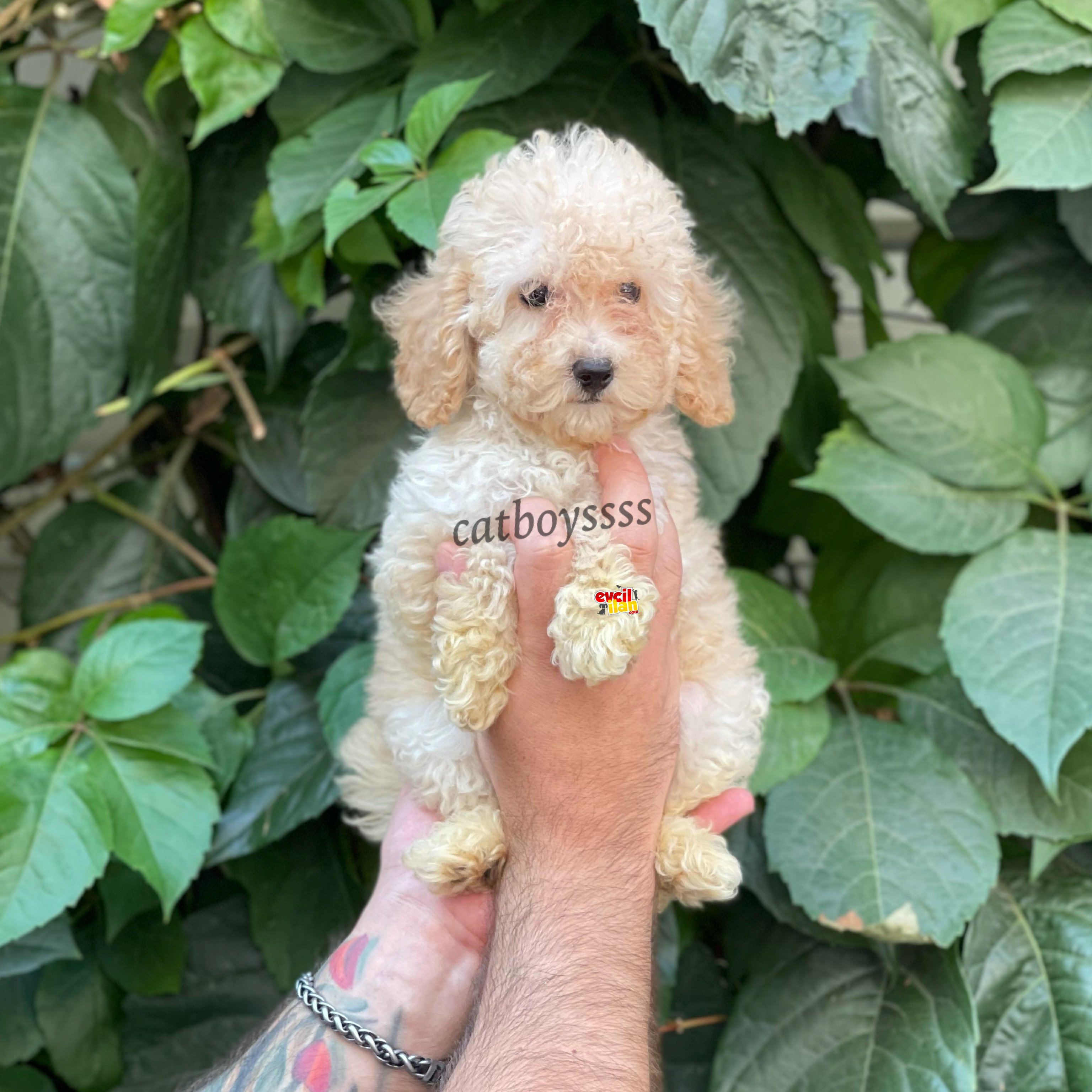 Apricot kayısı renk dişi toy poodle yavrumuz 