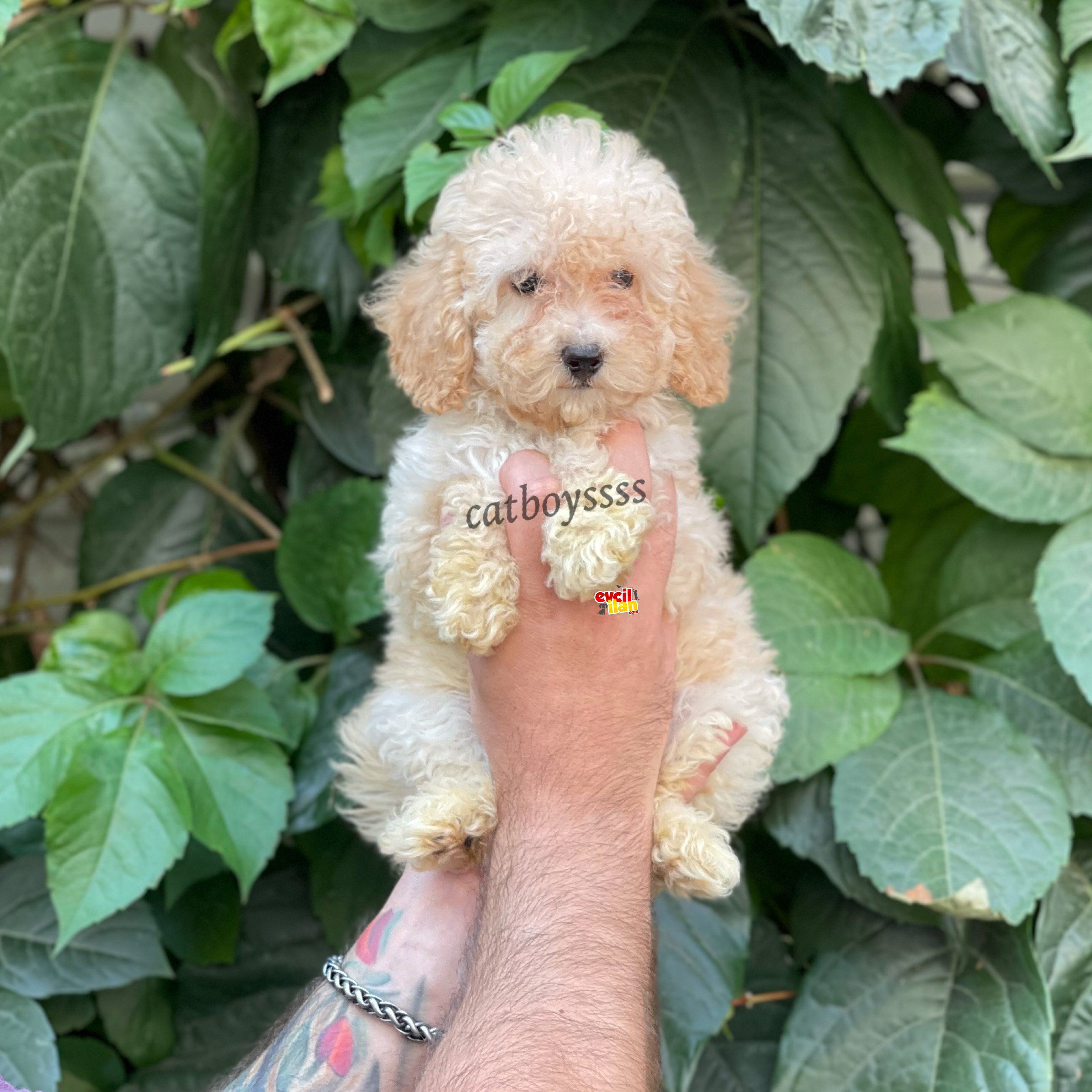 Apricot kayısı renk dişi toy poodle yavrumuz 