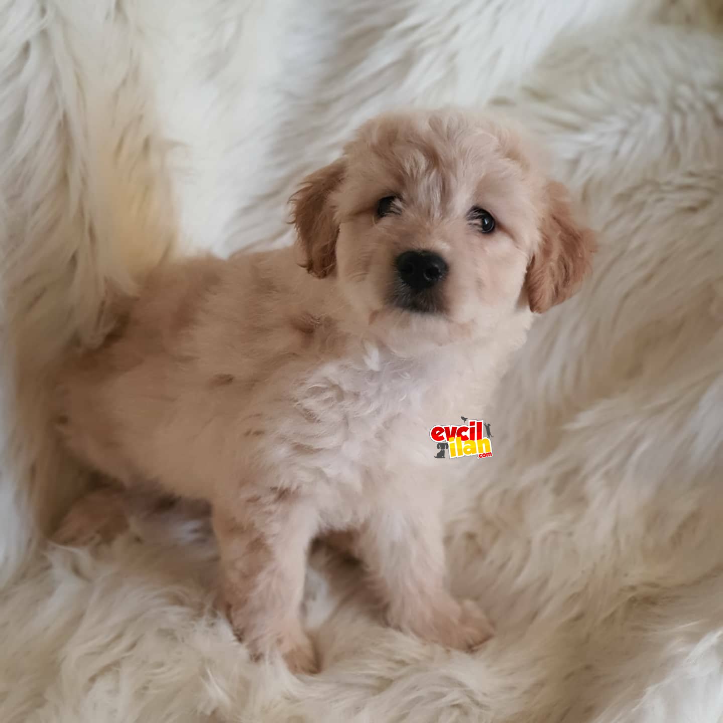 Apricot maltipoo dişi yavrumuz