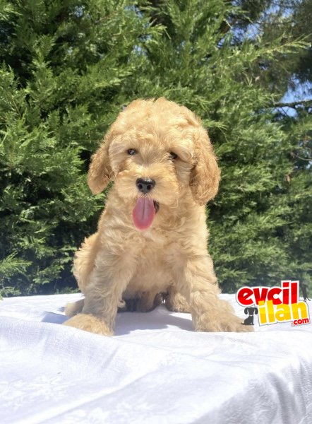 APRİCOT POODLE BEBEKLER 