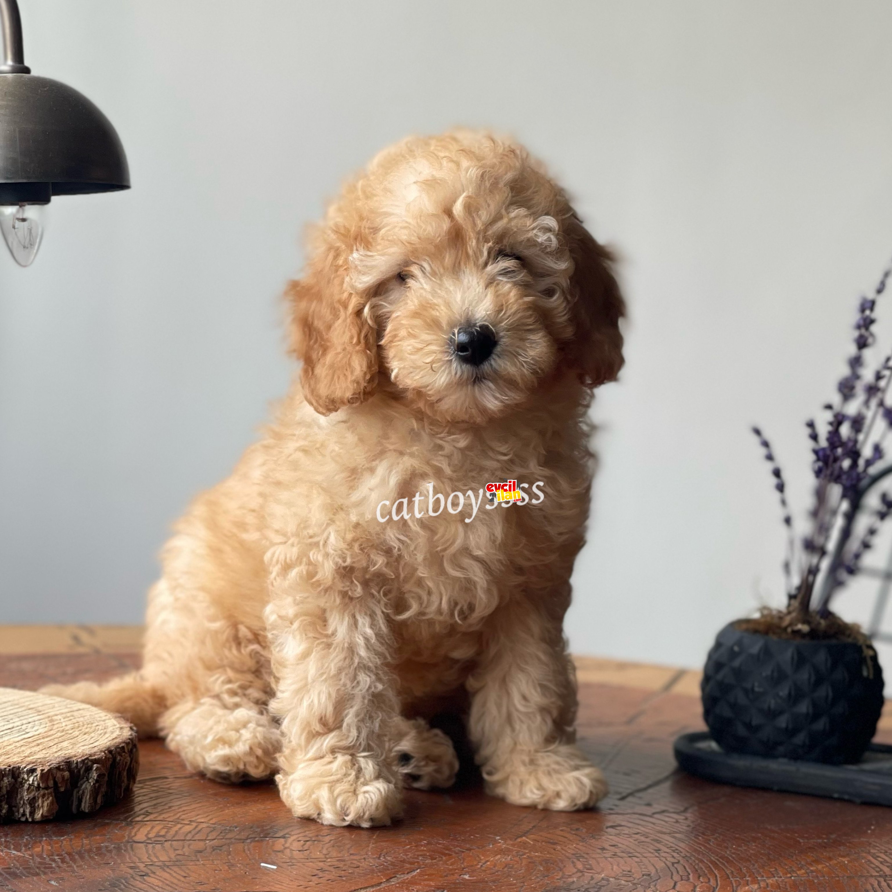 Apricot toy poodle dişi bebeğimiz 