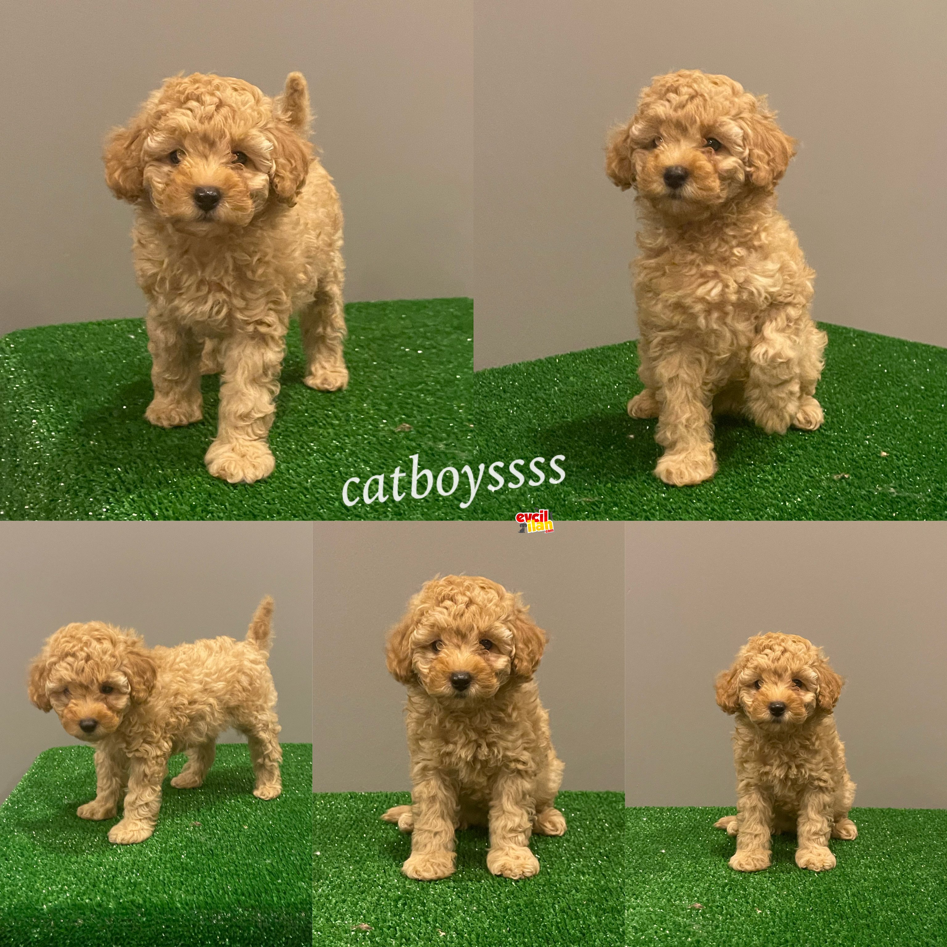 Apricot toy poodle erkek bebek