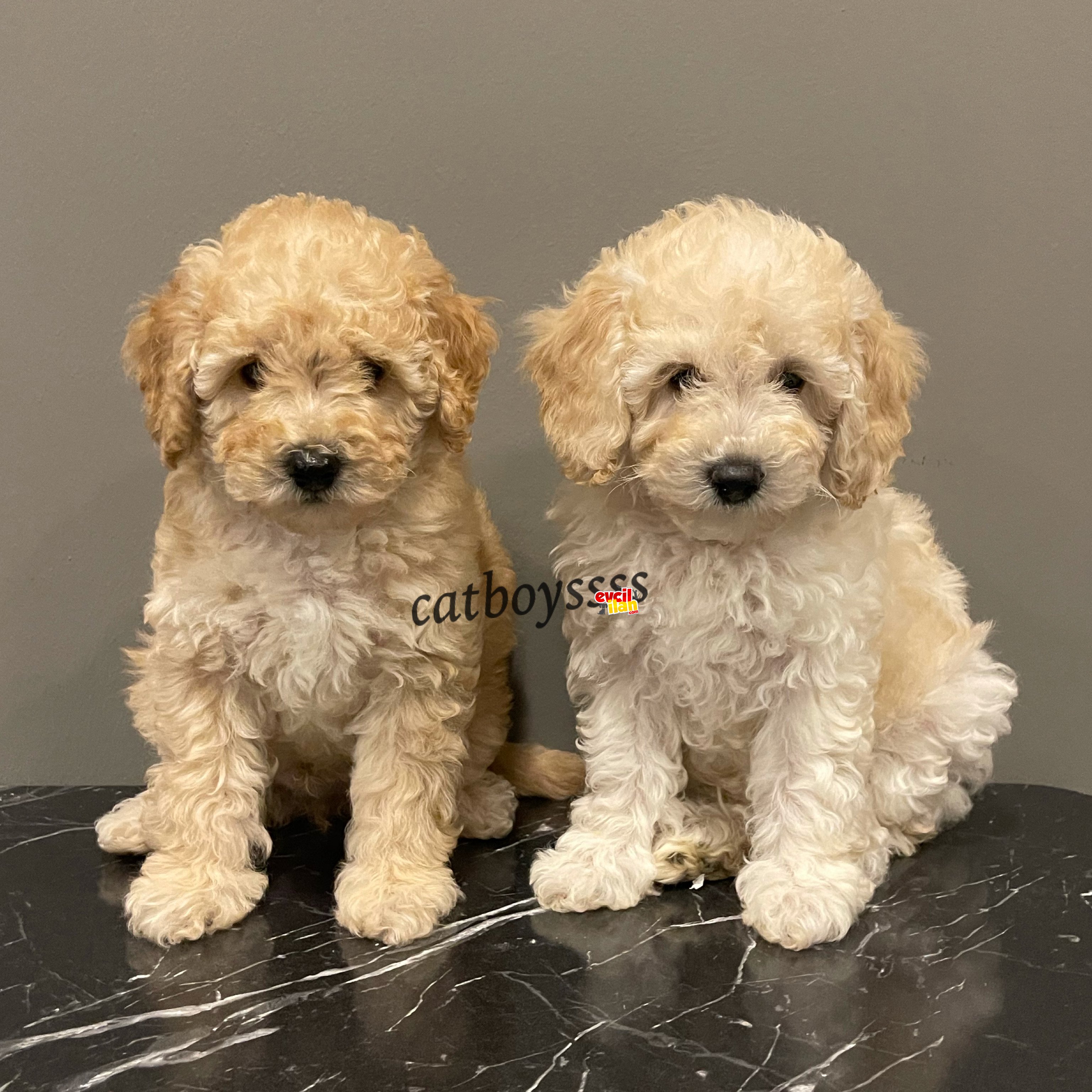 Apricot toy poodle dişi ve erkek yavrularımız