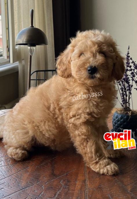 Apricot toy poodle dişi yavrumuz