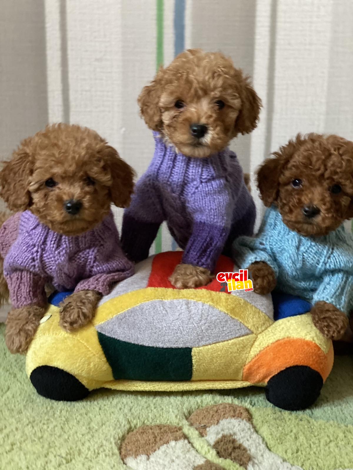 Apricot toy poodle eğitimli chipli 