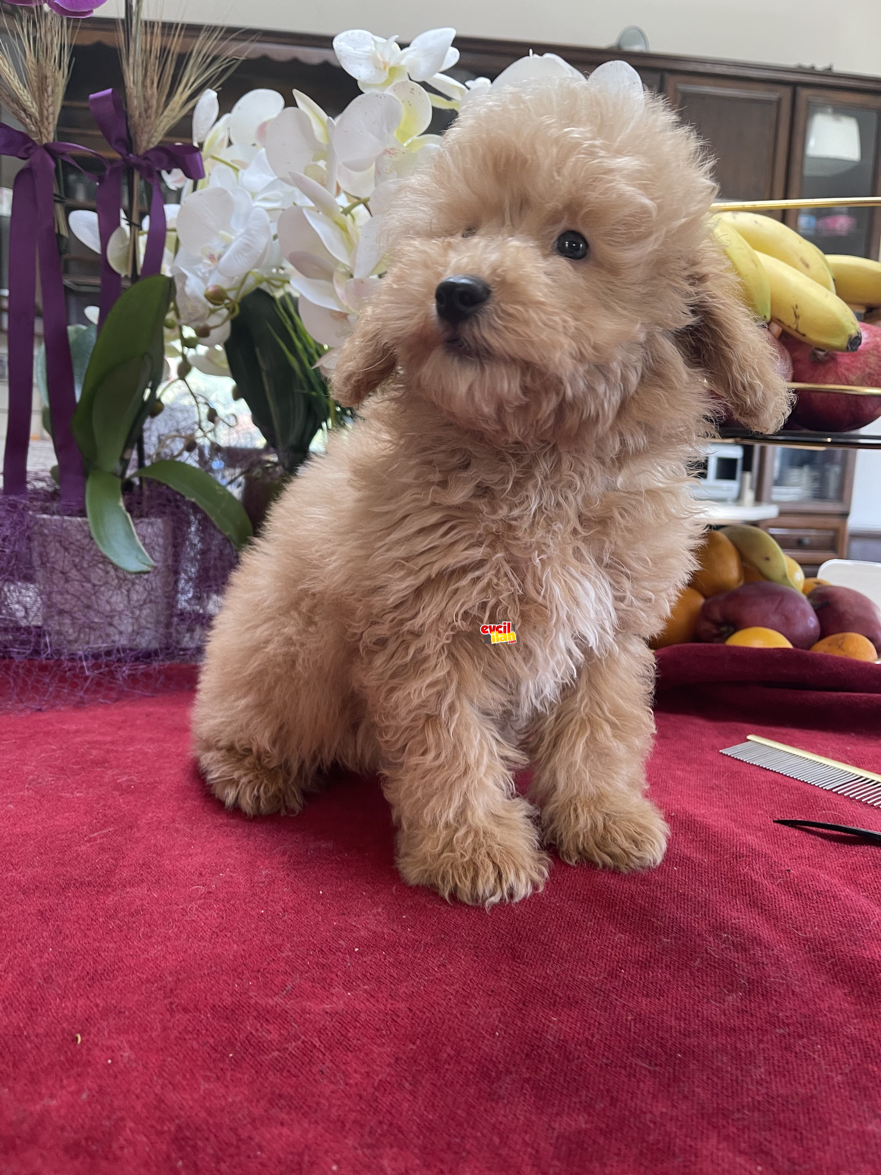 Apricot toy poodle eğitimli yavrular 