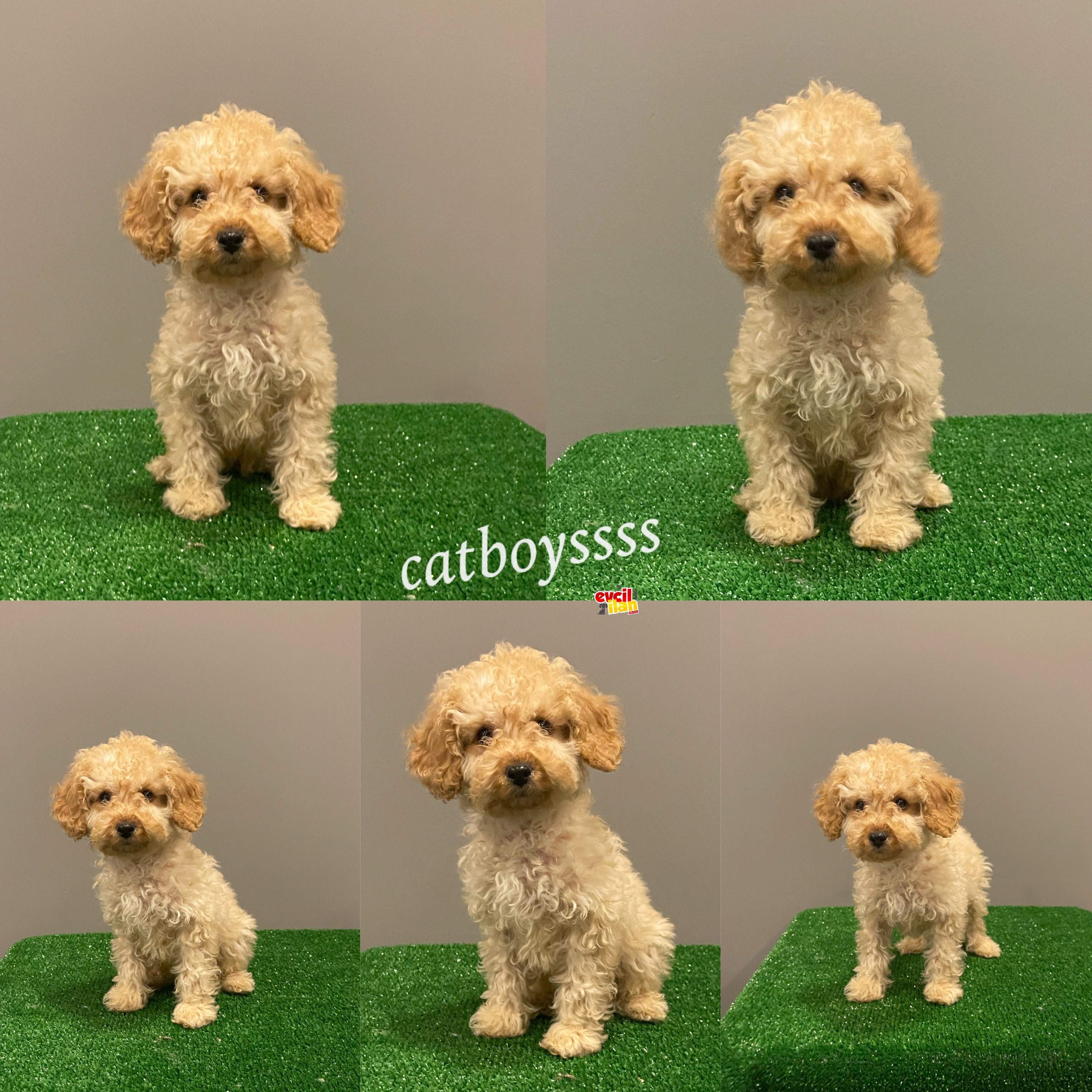 Apricot toy poodle erkek bebek