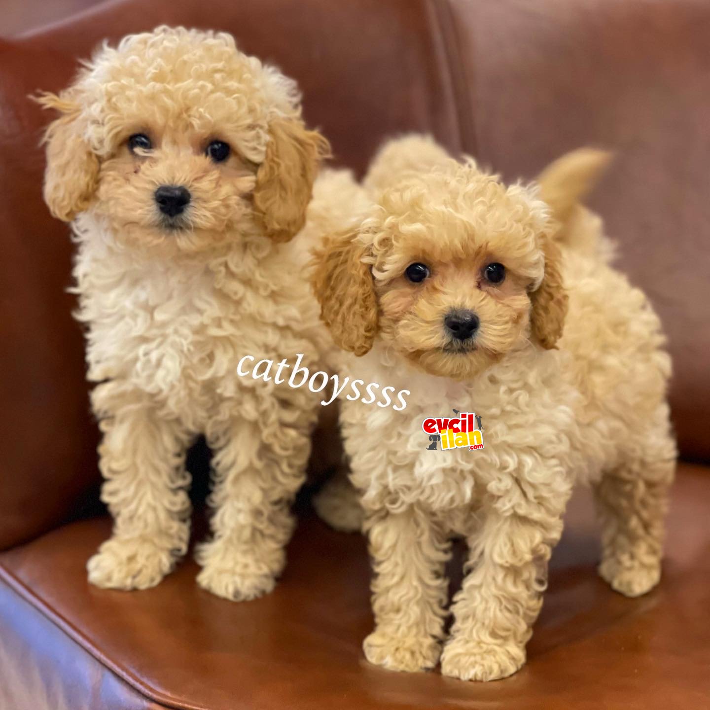 Apricot toy poodle erkek yavrularımız