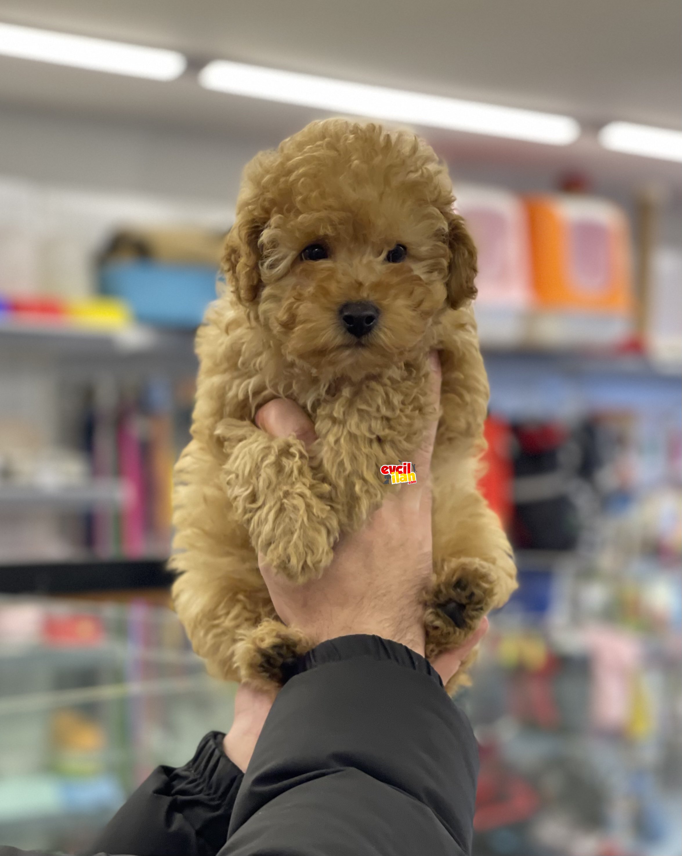 Apricot toy poodle erkek yavrumuz 