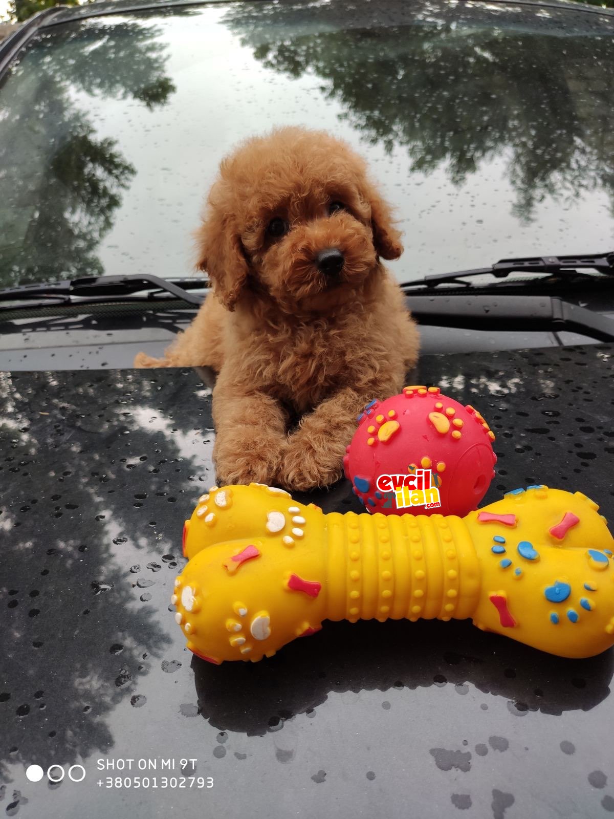 Apricot toy poodle sözleşmeli yavrularımız @goldpuppiess