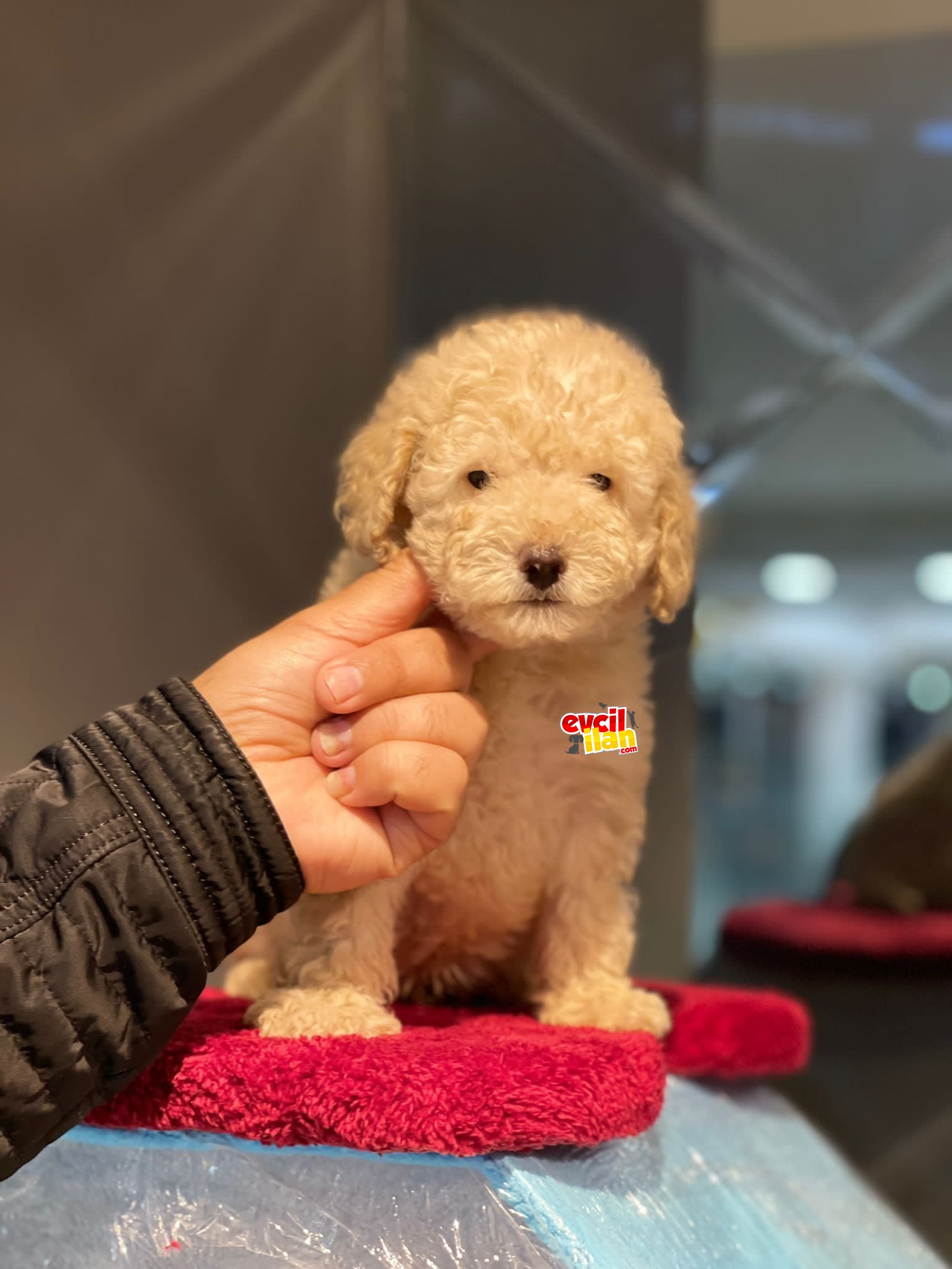 Apricot Toy Poodle Yavrumuz