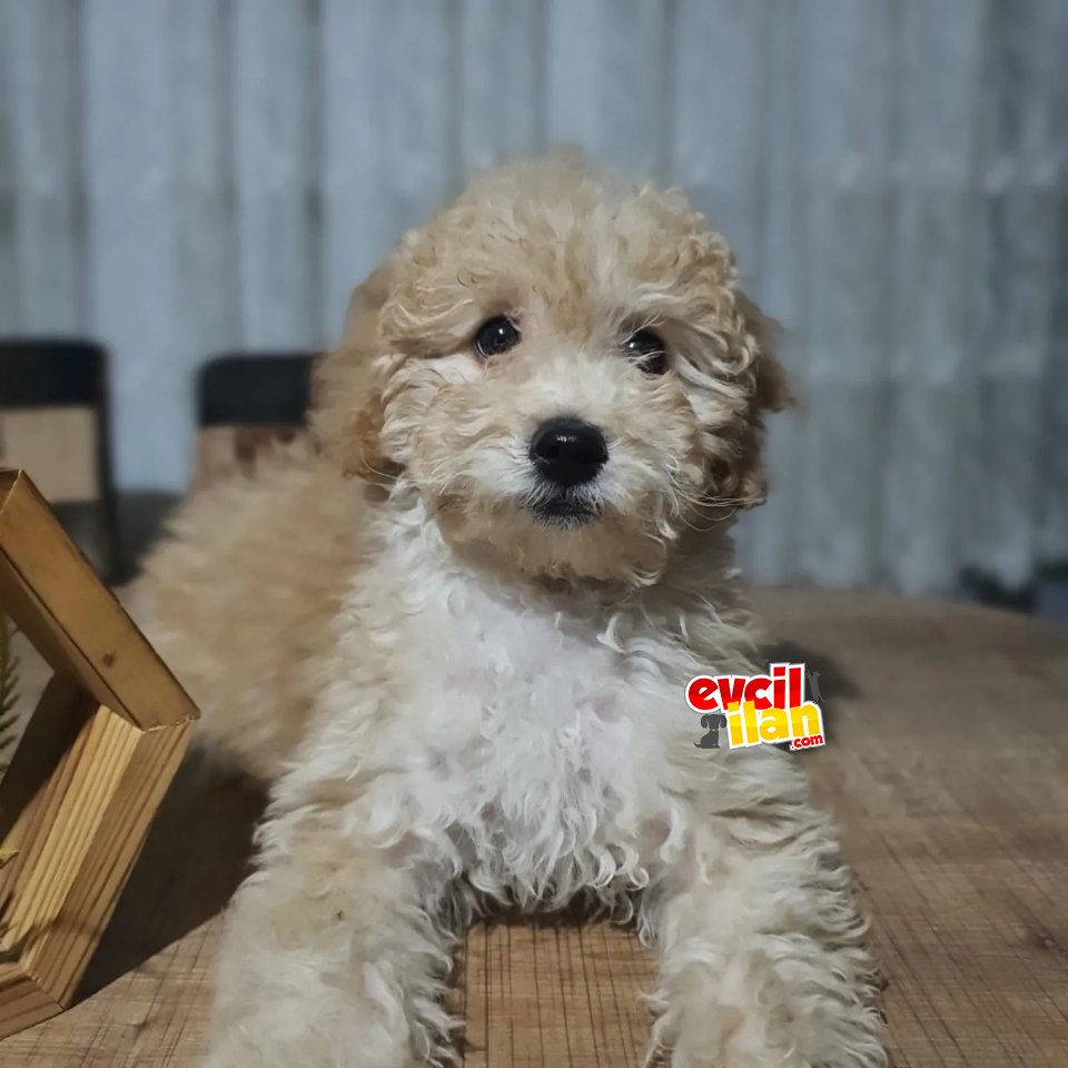 Aprikot poodle uygun