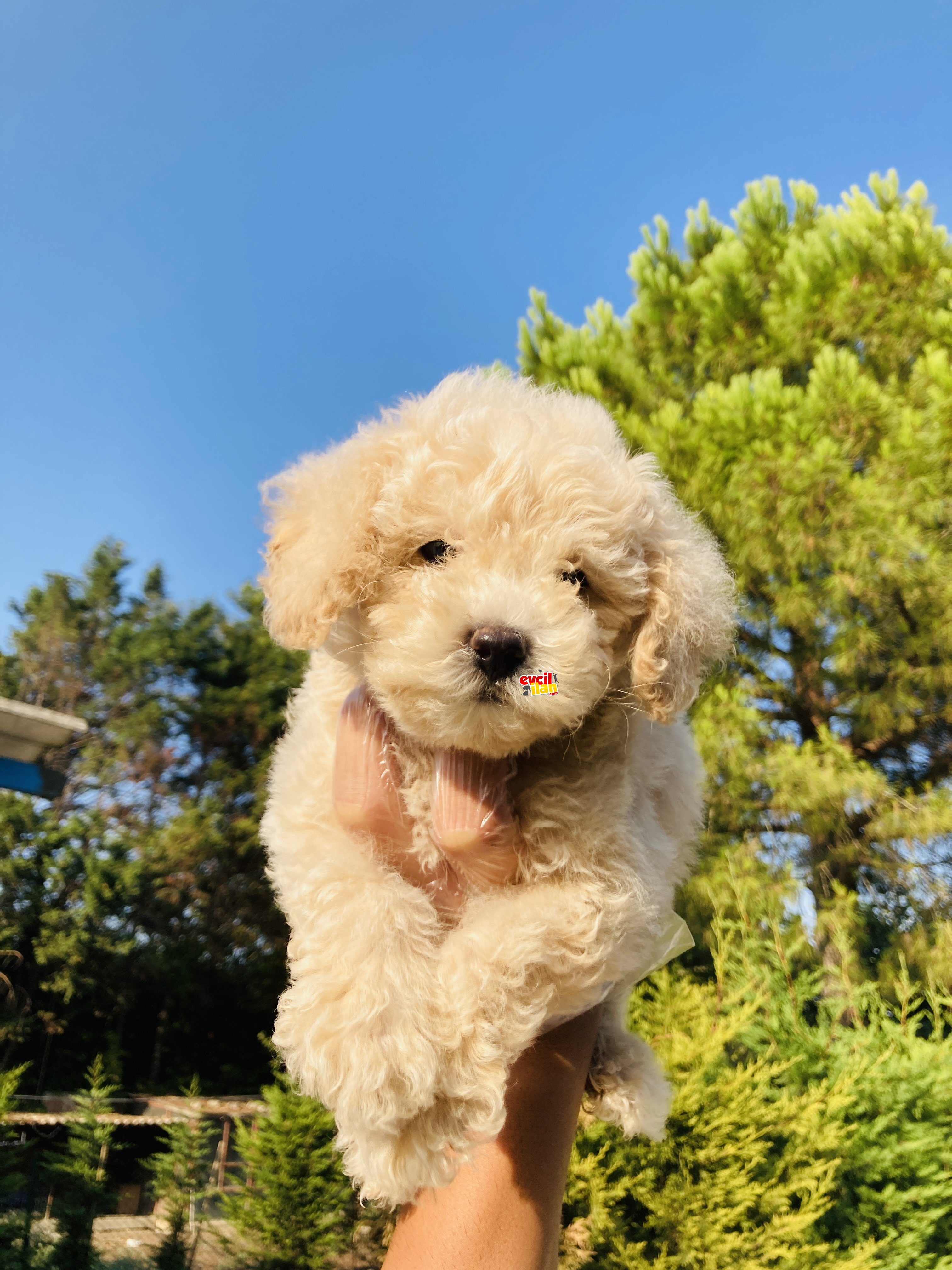 APRİKOT TOY POODLE YAVRULARIMIZ