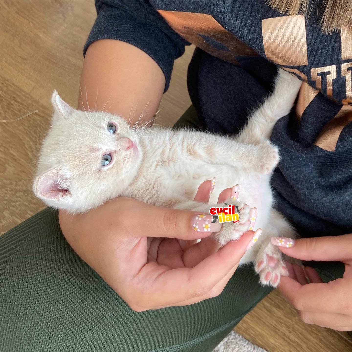 A+safkan british shorthair yavrular