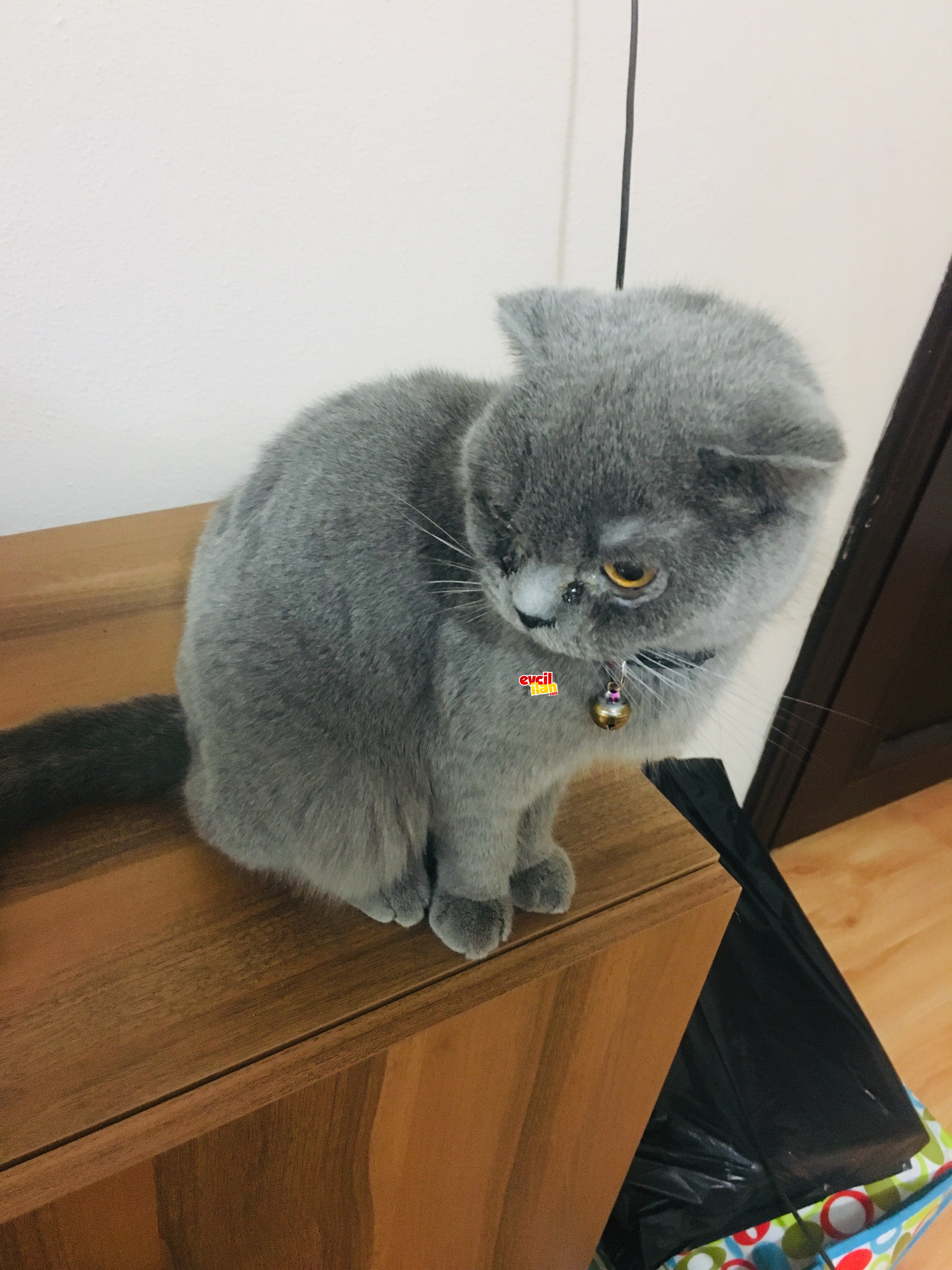 Aşıları karnesi pasaportu mevcut