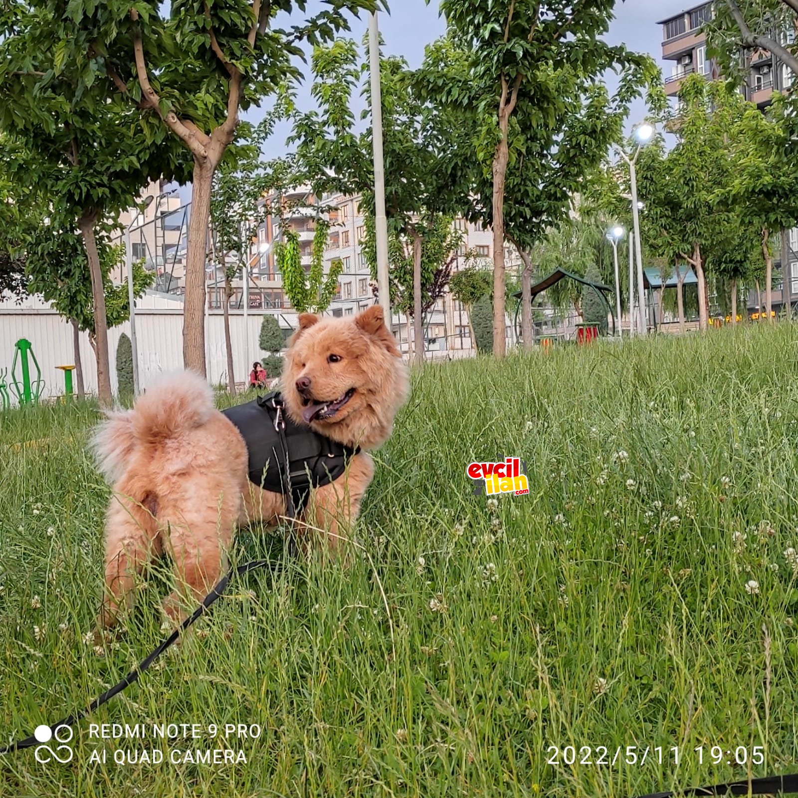 Aşıları tam çiftleşme dönemi gelmiş Chow Chow