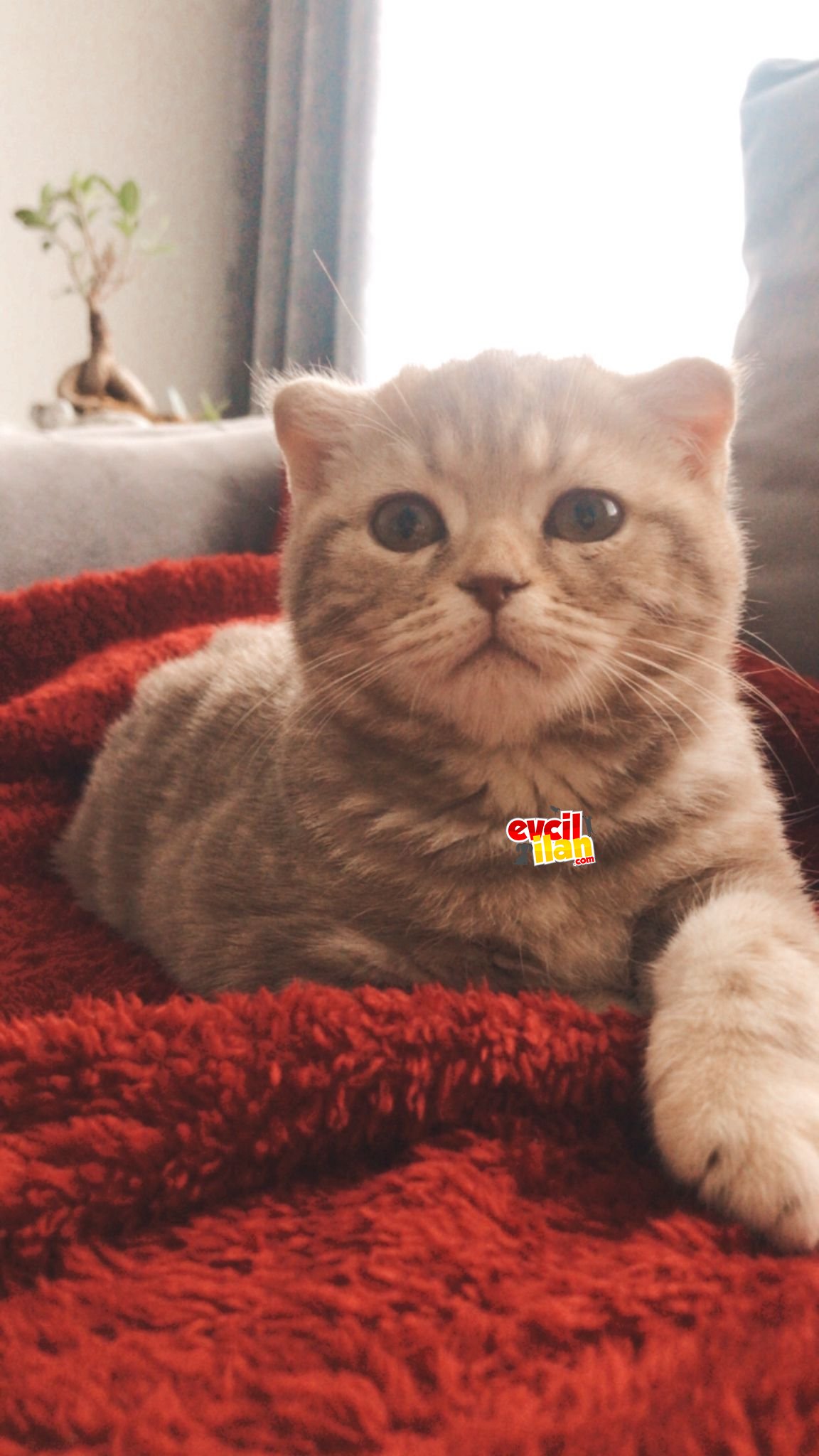 Aşıları tam egitimli ve oyuncu