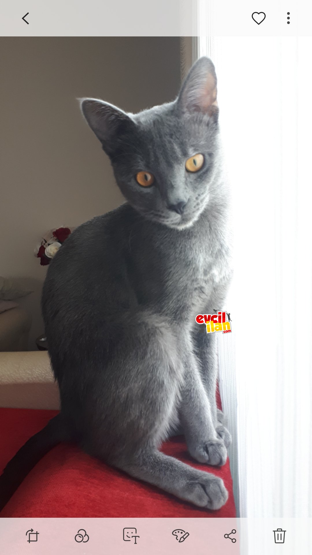 Aşıları tam ,sağlıklı ,oyuncu 