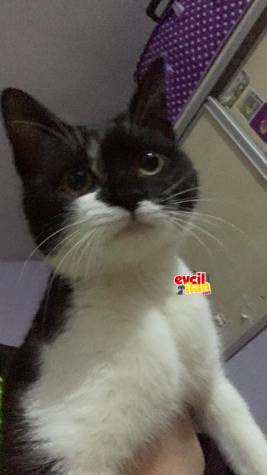Aşıları tam smokin renkli kedimiz