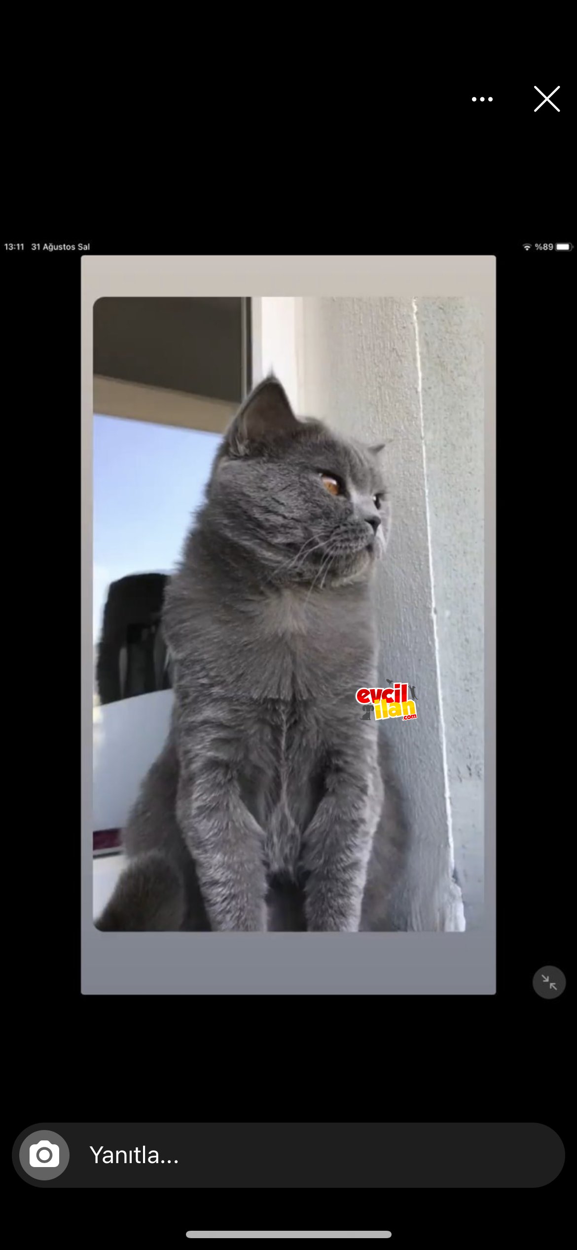 Aşıları tam,erkek,karneli