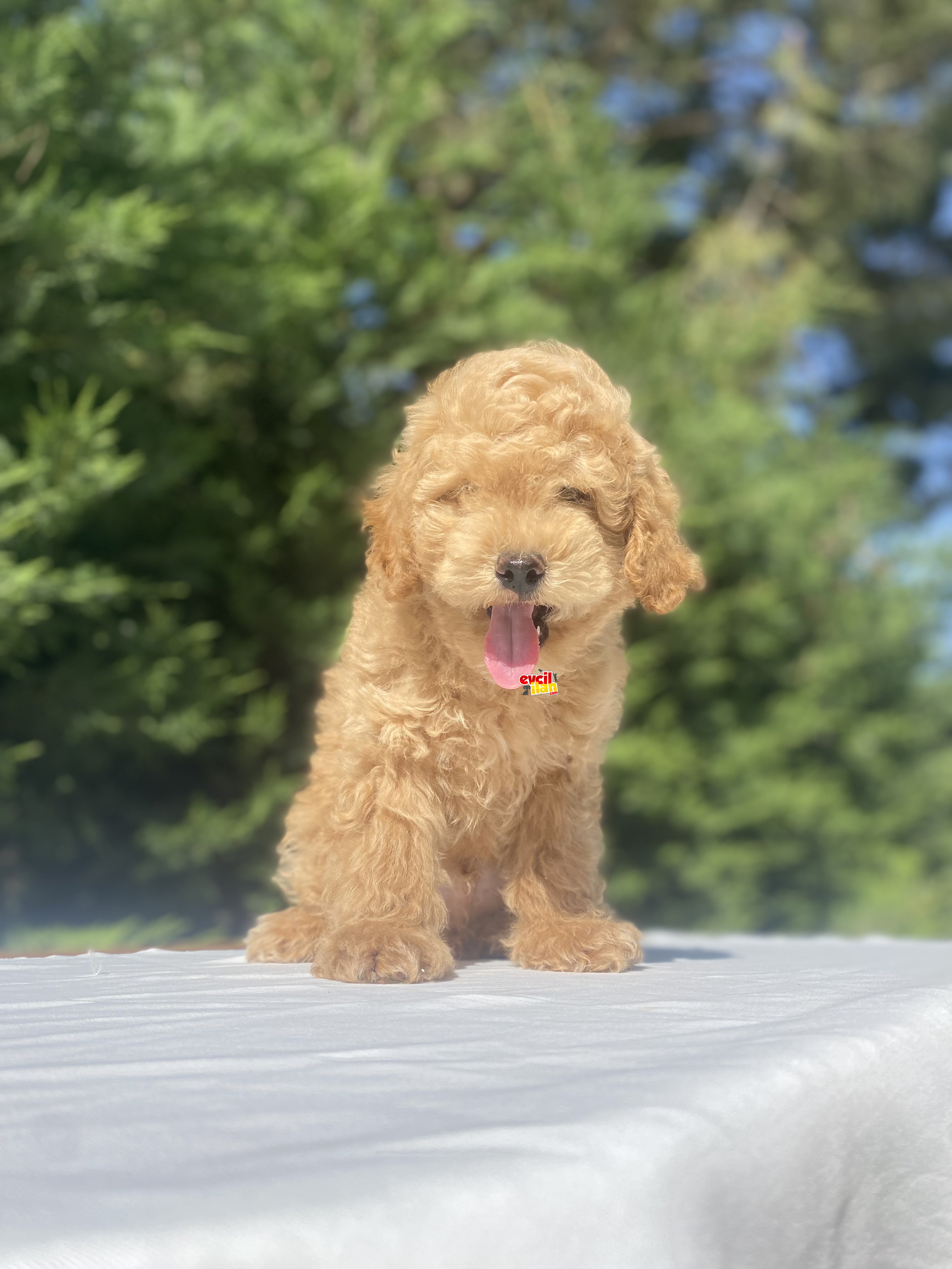 AŞILI GARANTİLİ POODLE BEBEKLER ÇİFTLİKTEN