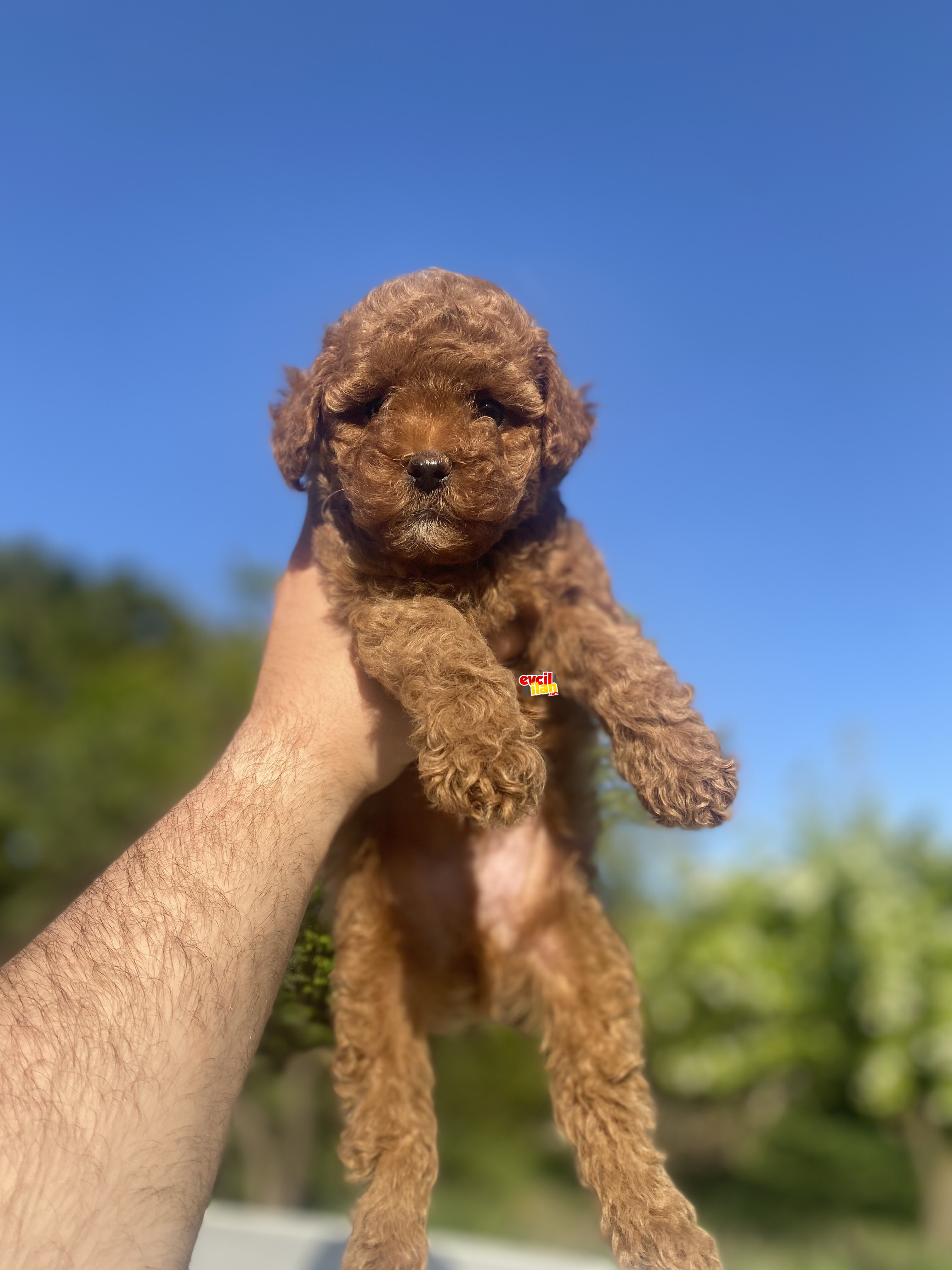 AŞILI KARNELİ POODLE BEBEKLER RED BROWN