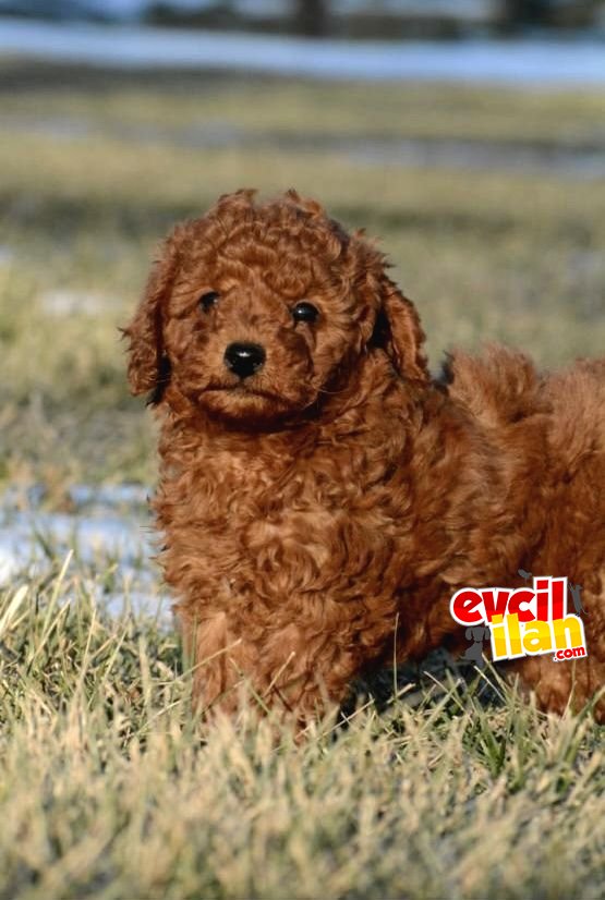 AŞILI KARNELİ POODLE BEBEKLER