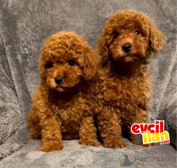 AŞILI KARNELİ RED POODLE BEBEKLER