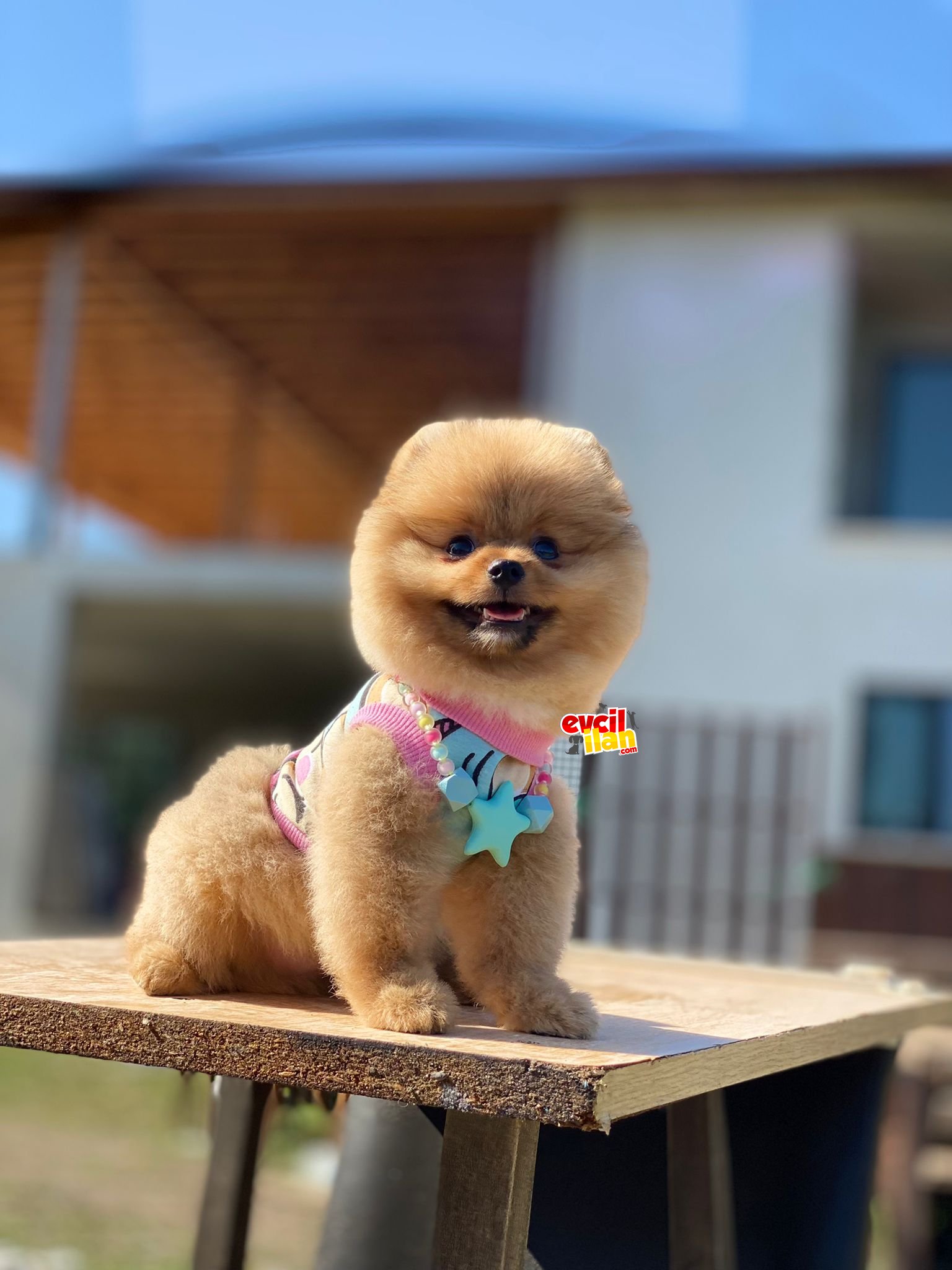 Aşılı Microchipli Oranj Pomeranian Boo Yavrumuz 