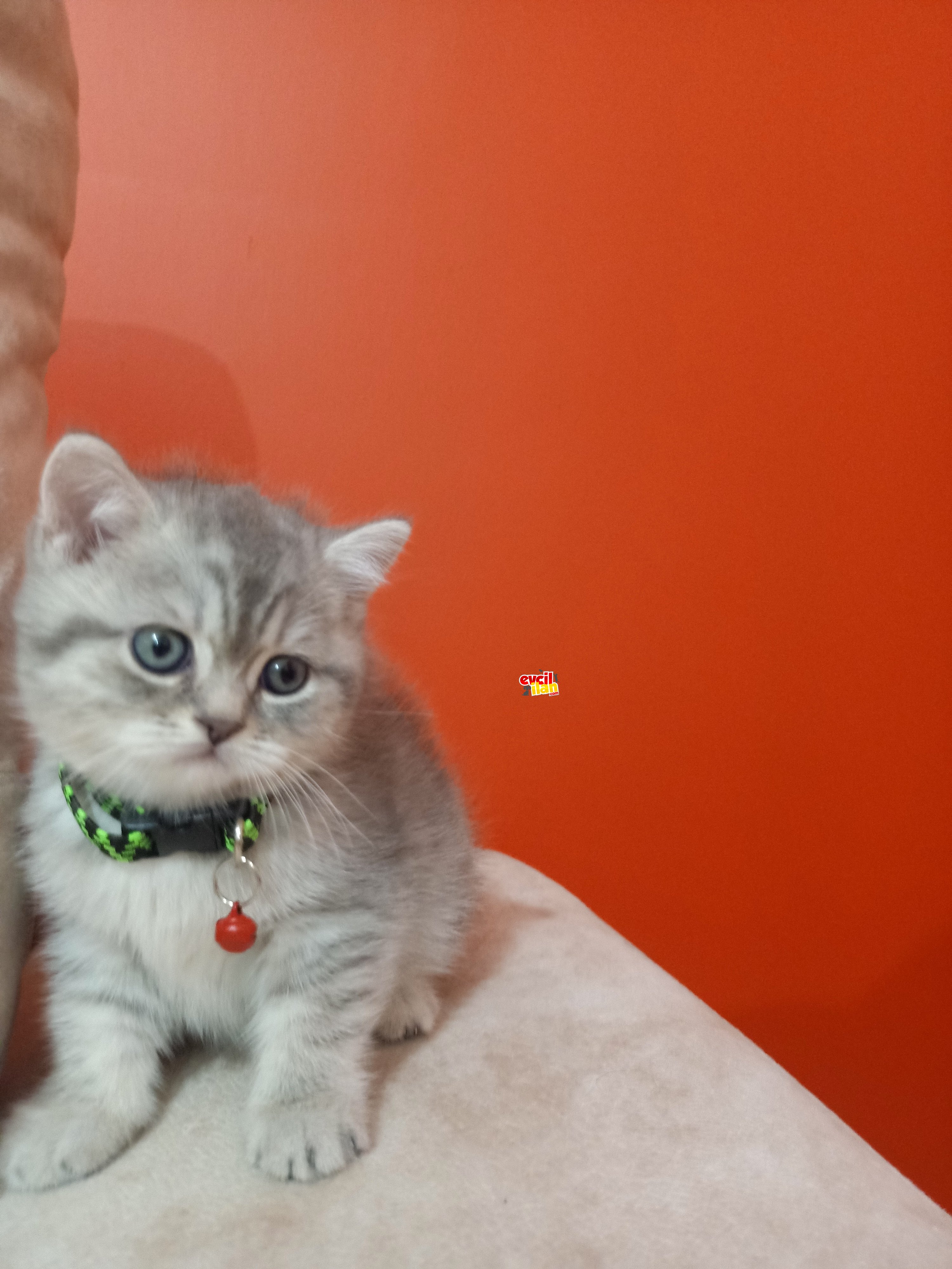 Aşırı tatlı bir ev arkadaşı