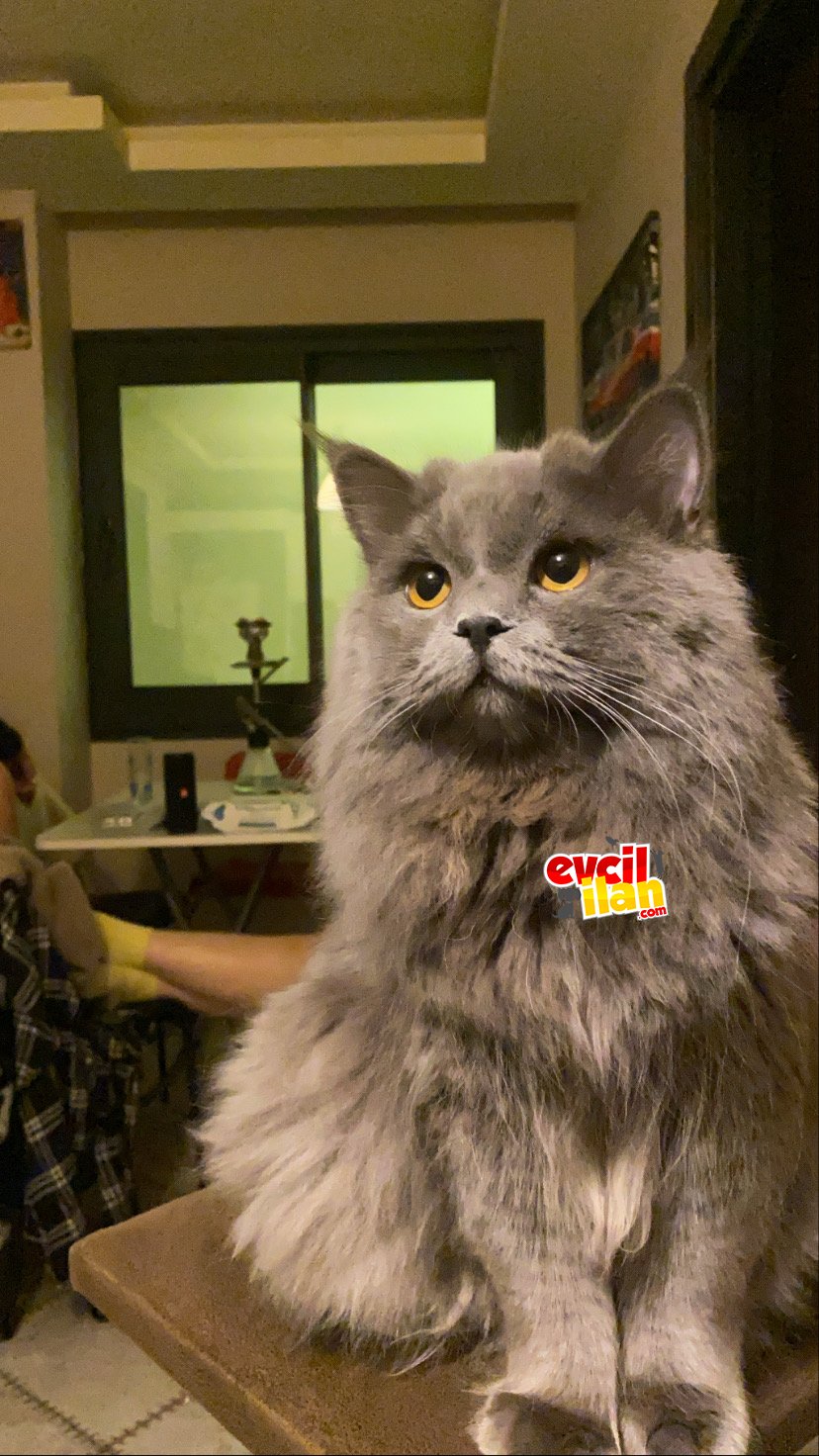 Aslan yeleli British Longhair