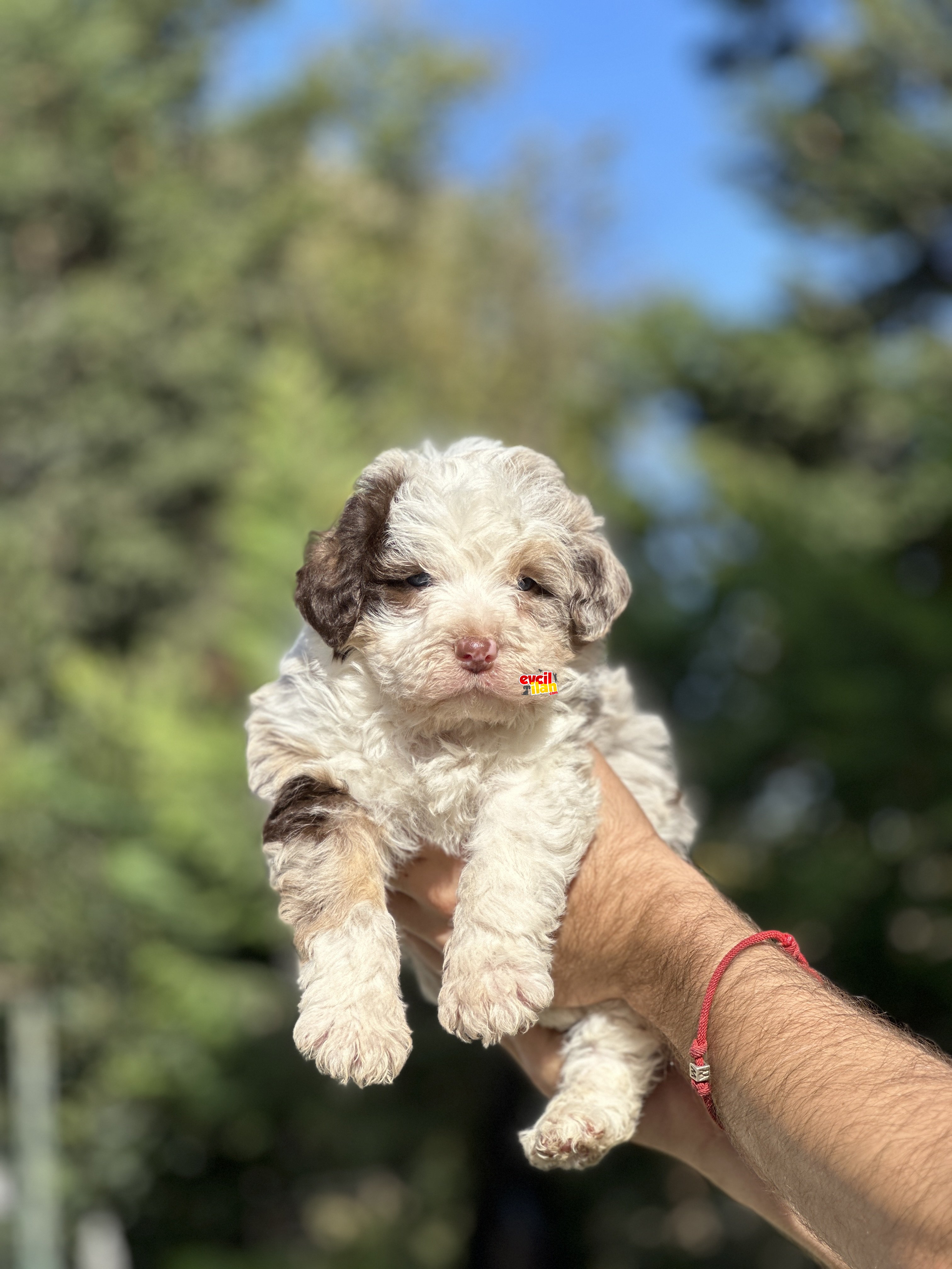 AUSSİEDOODLE TÜRKİYEDE TEK BEBEKLER