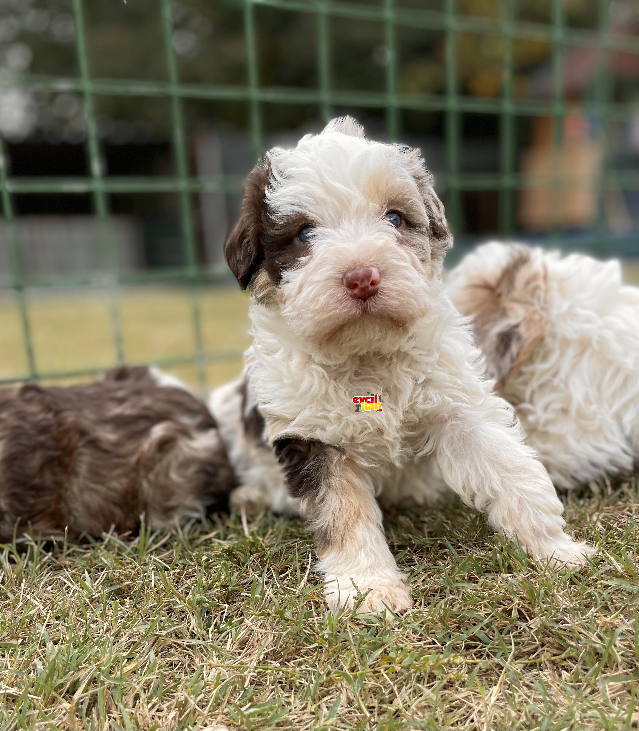 AUSSİEDOODLE TÜRKİYEDE TEK BEBEKLER