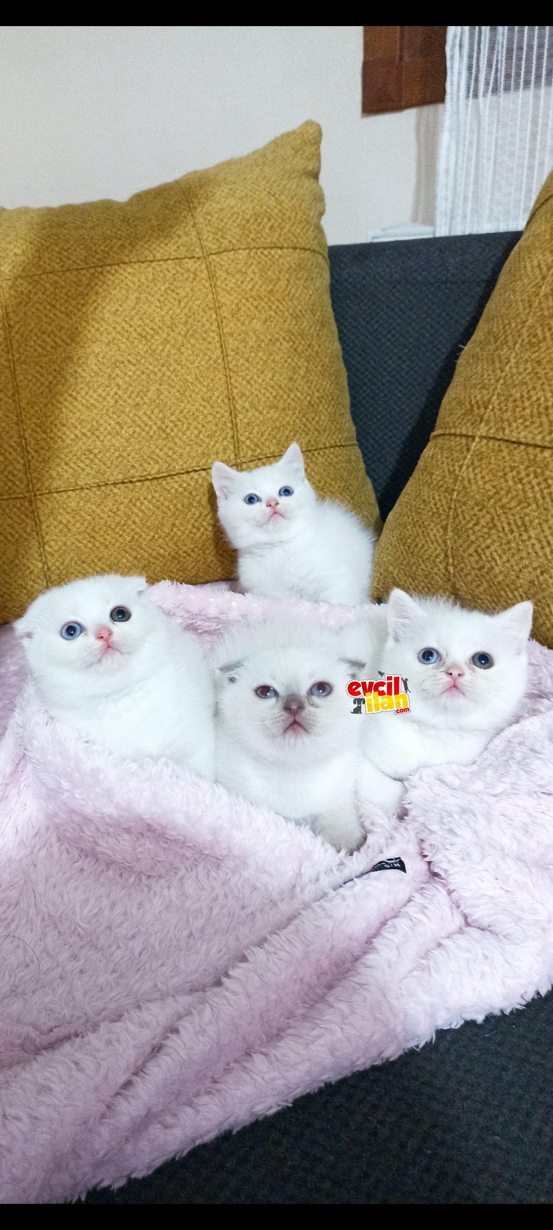 Aycik sürat Mavişler yeni ailelerini bekliyor 