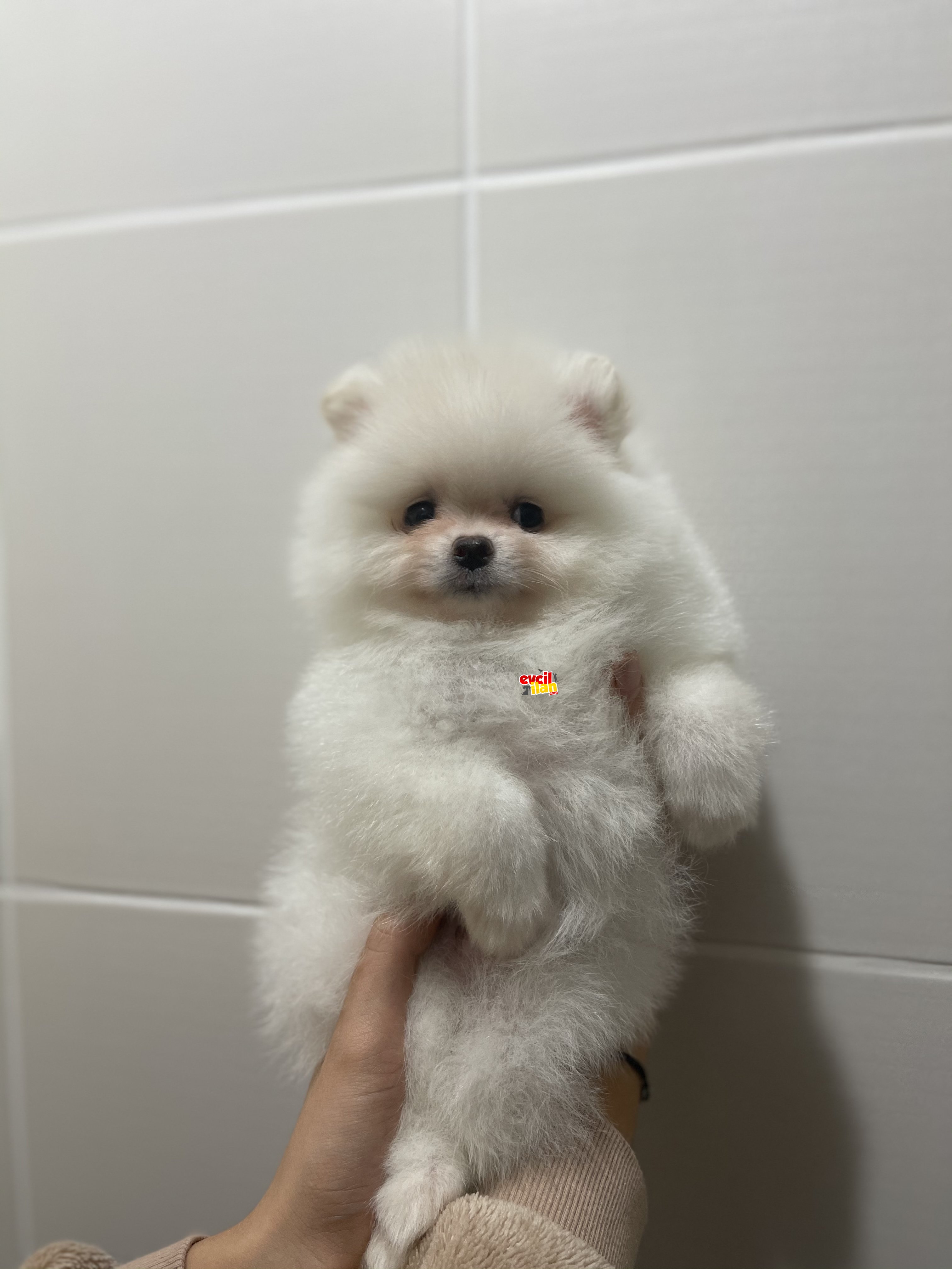 Ayi Surat Pomeranian Boo Bebekler