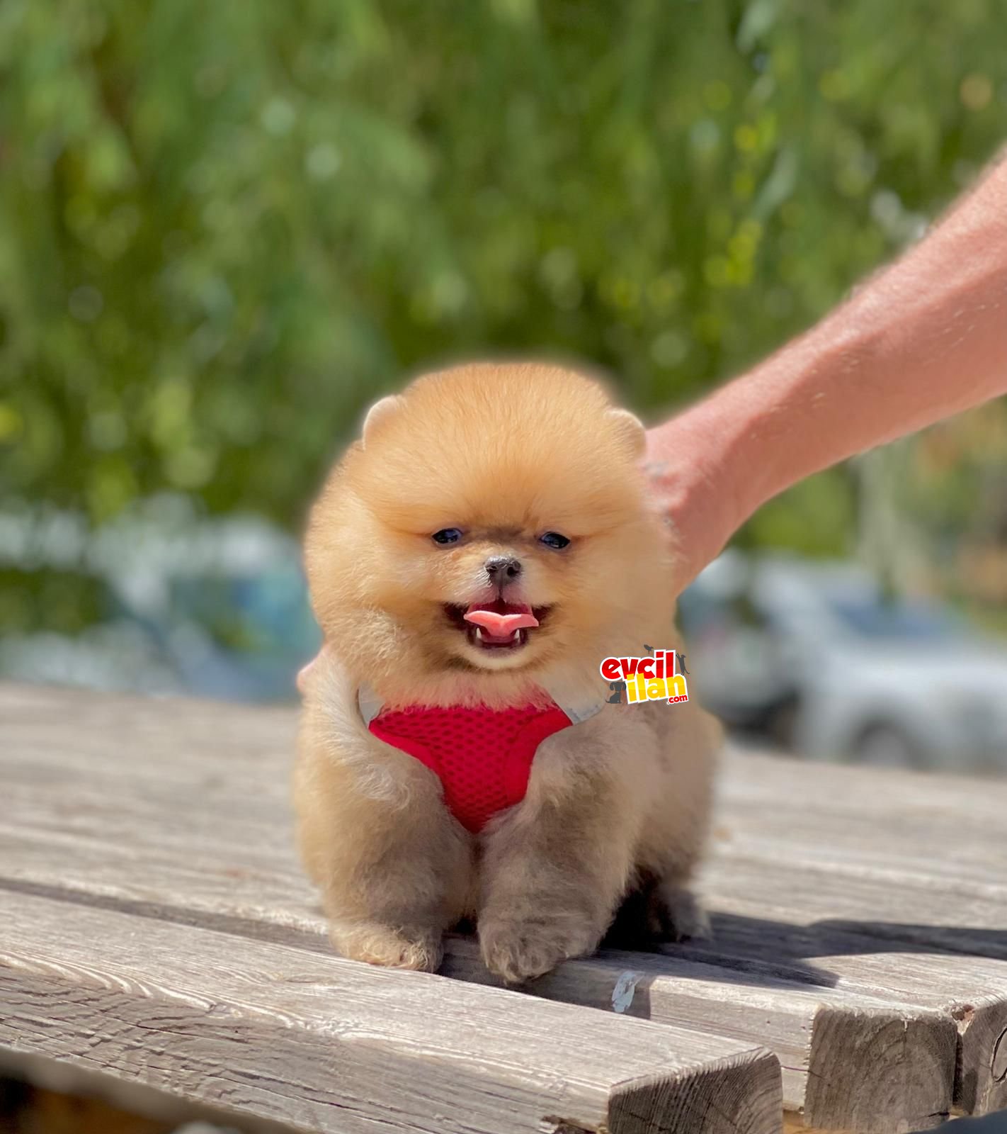 Ayi Surat Pomeranian Boo Bebekler