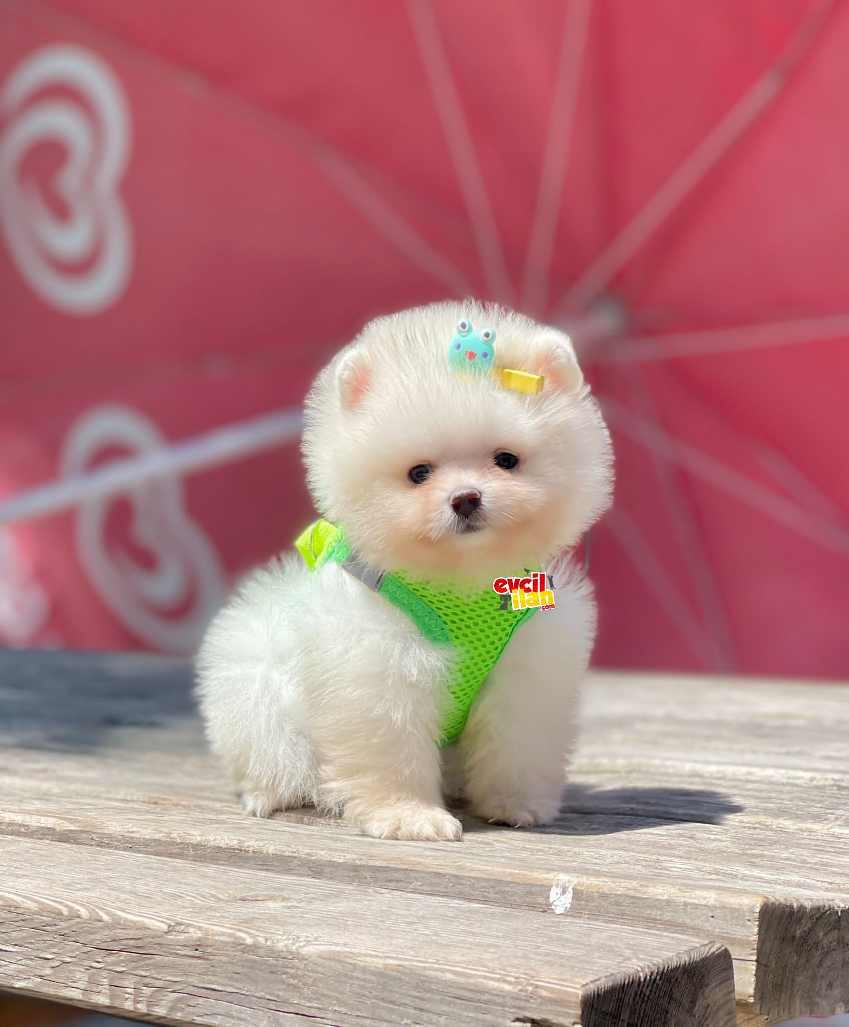 Ayi Surat Pomeranian Boo Kopeklerimiz